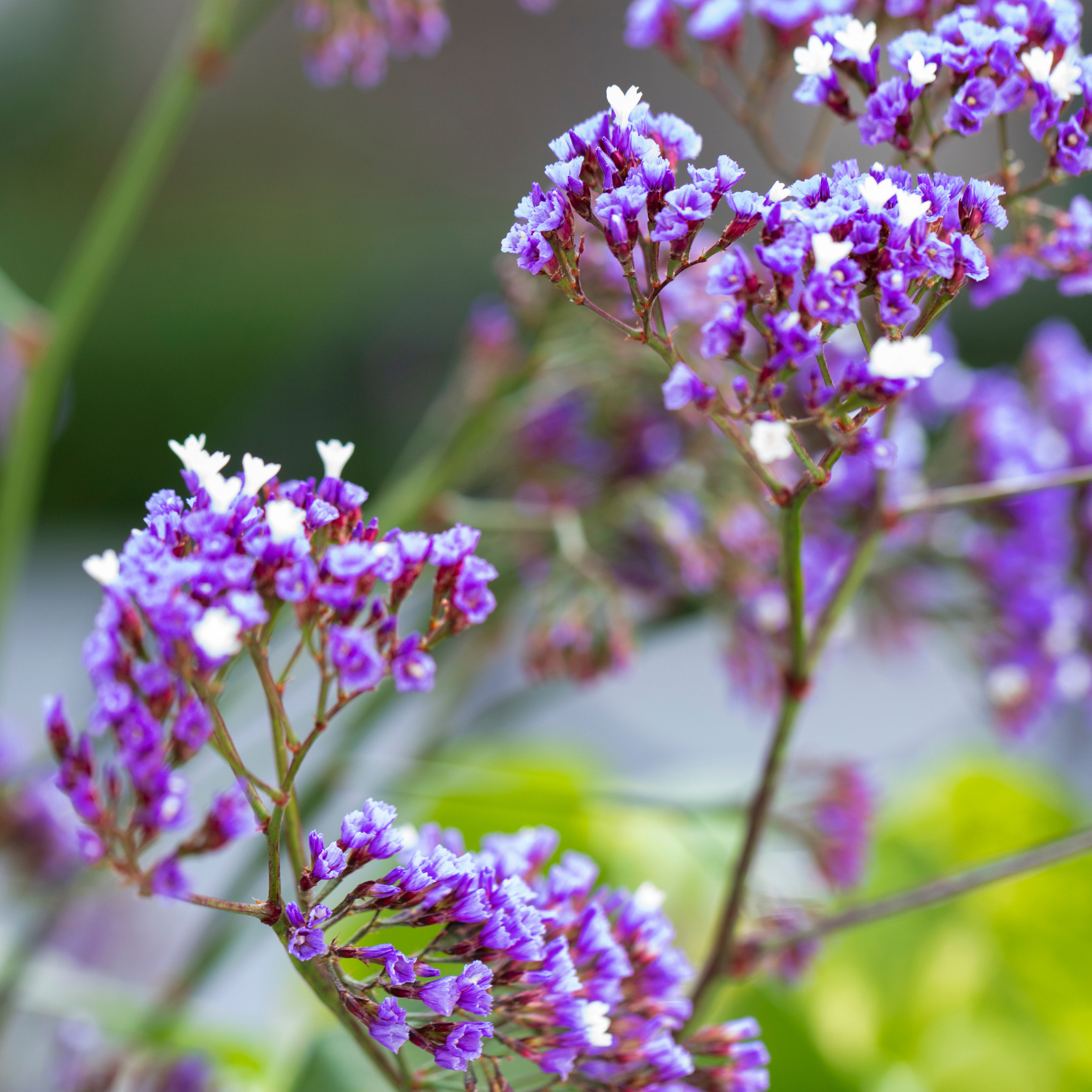 Sea Lavender - Limonium perezii