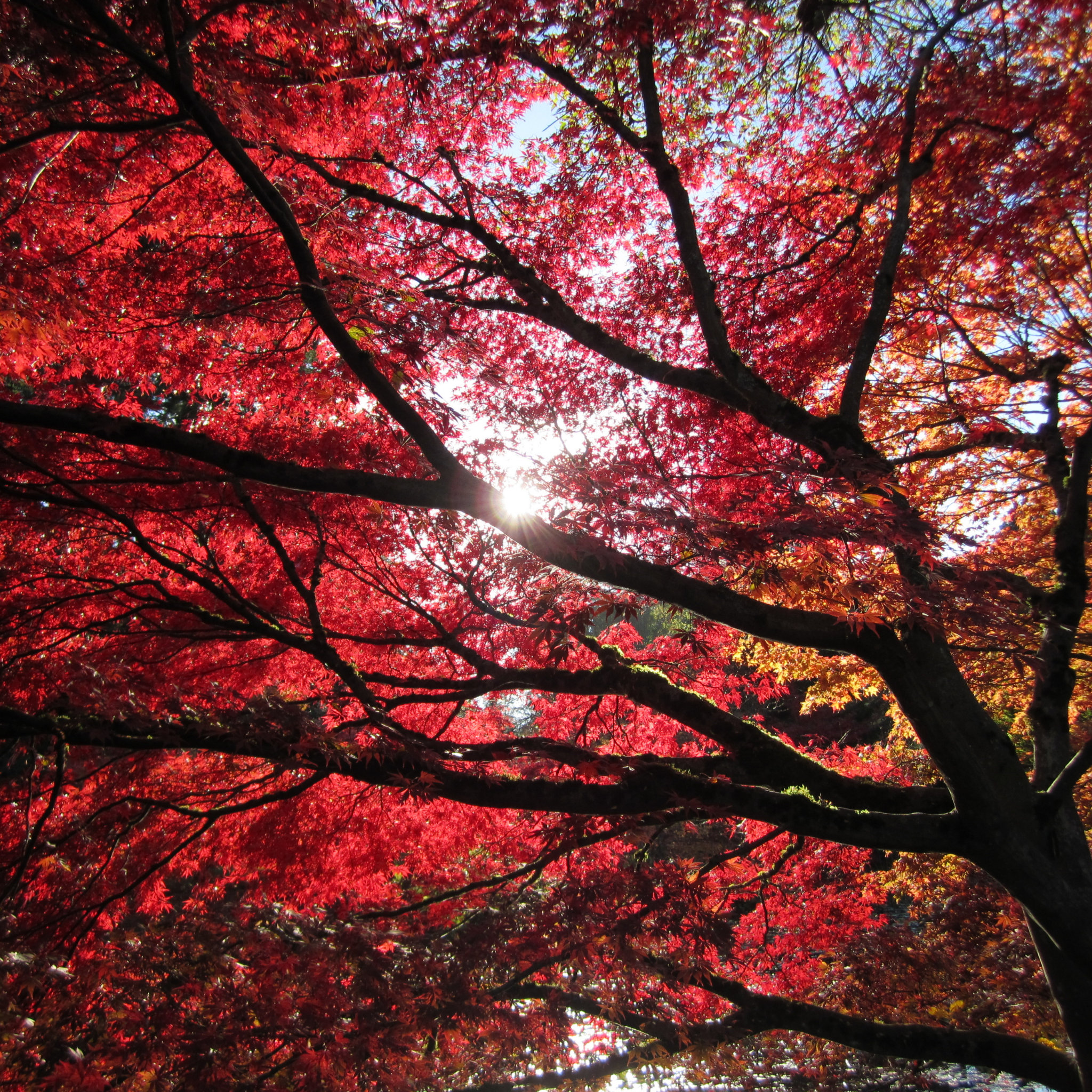 Tree with vibrant red leaves against a bright sky