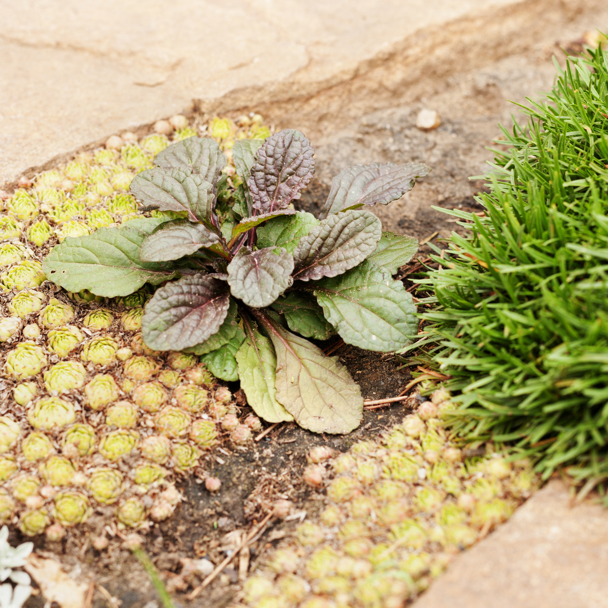 Hardy Blue Bugle (Bugleweed) - Ajuga reptans Tuff And Tidy