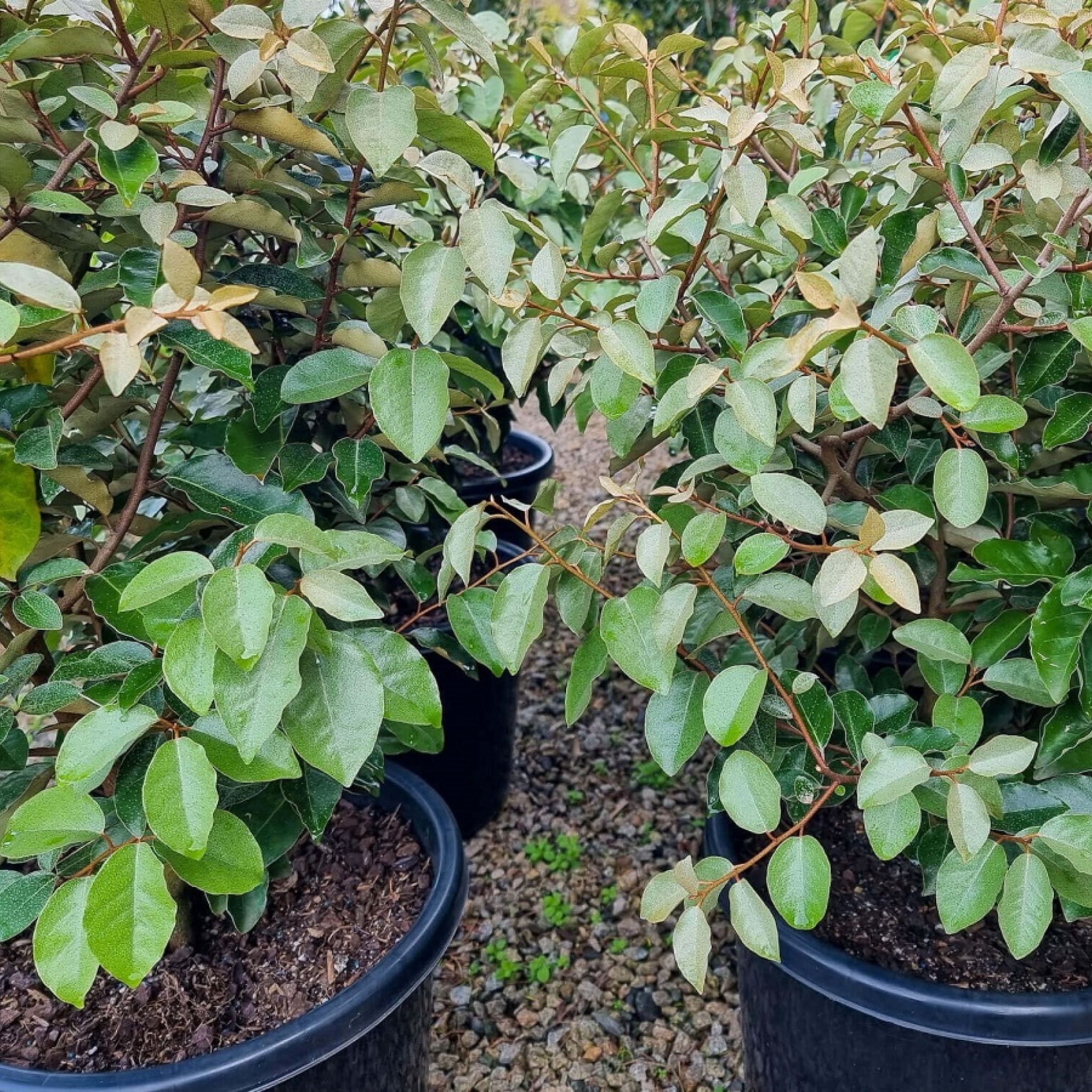 Ebbings Silverberry - Elaeagnus ebbingei