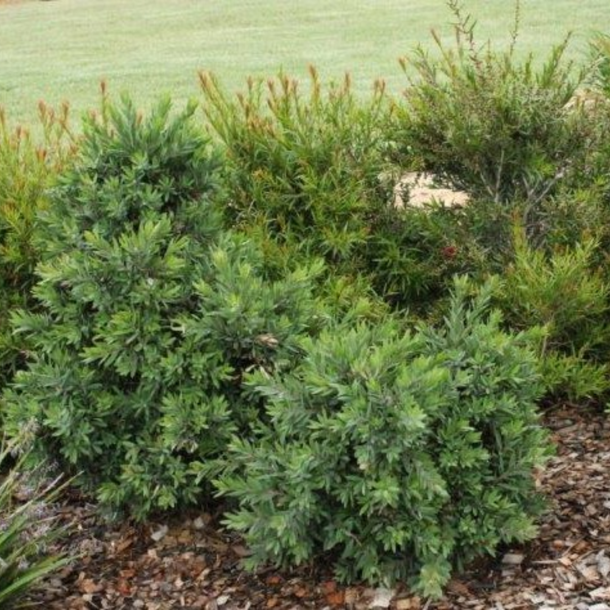 Dwarf Weeping Bottlebrush Better John - Callistemon viminalis 'Better John' PBR