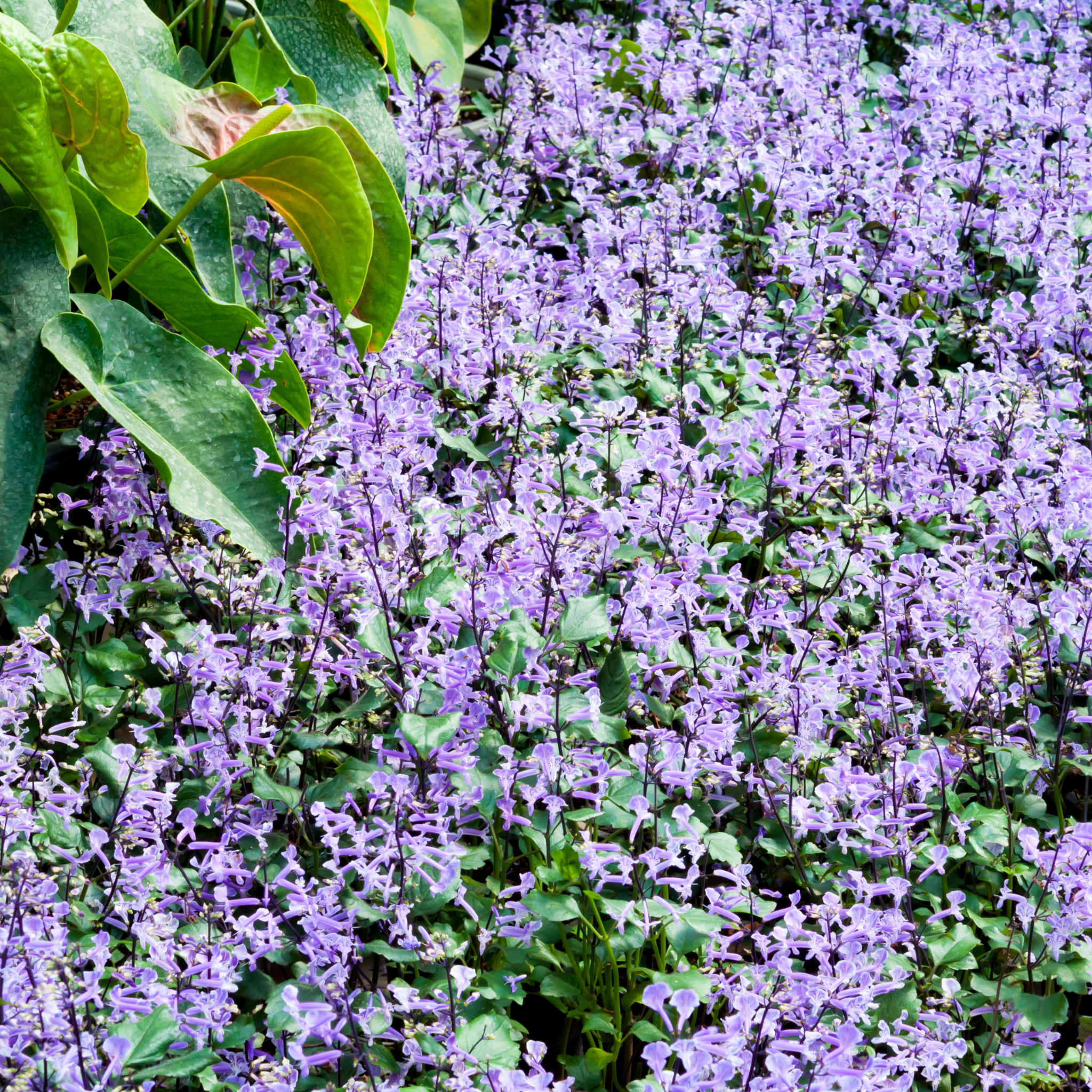 Mona Lavender Spur Flower - Plectranthus hybrida Mona Lavender PBR