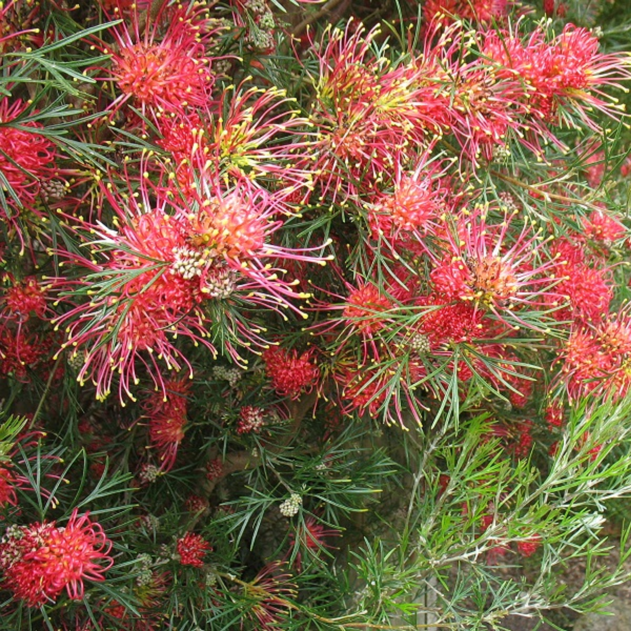 Grevillea 'Winpara Gem' - Grevillea hybrida Winpara Gem