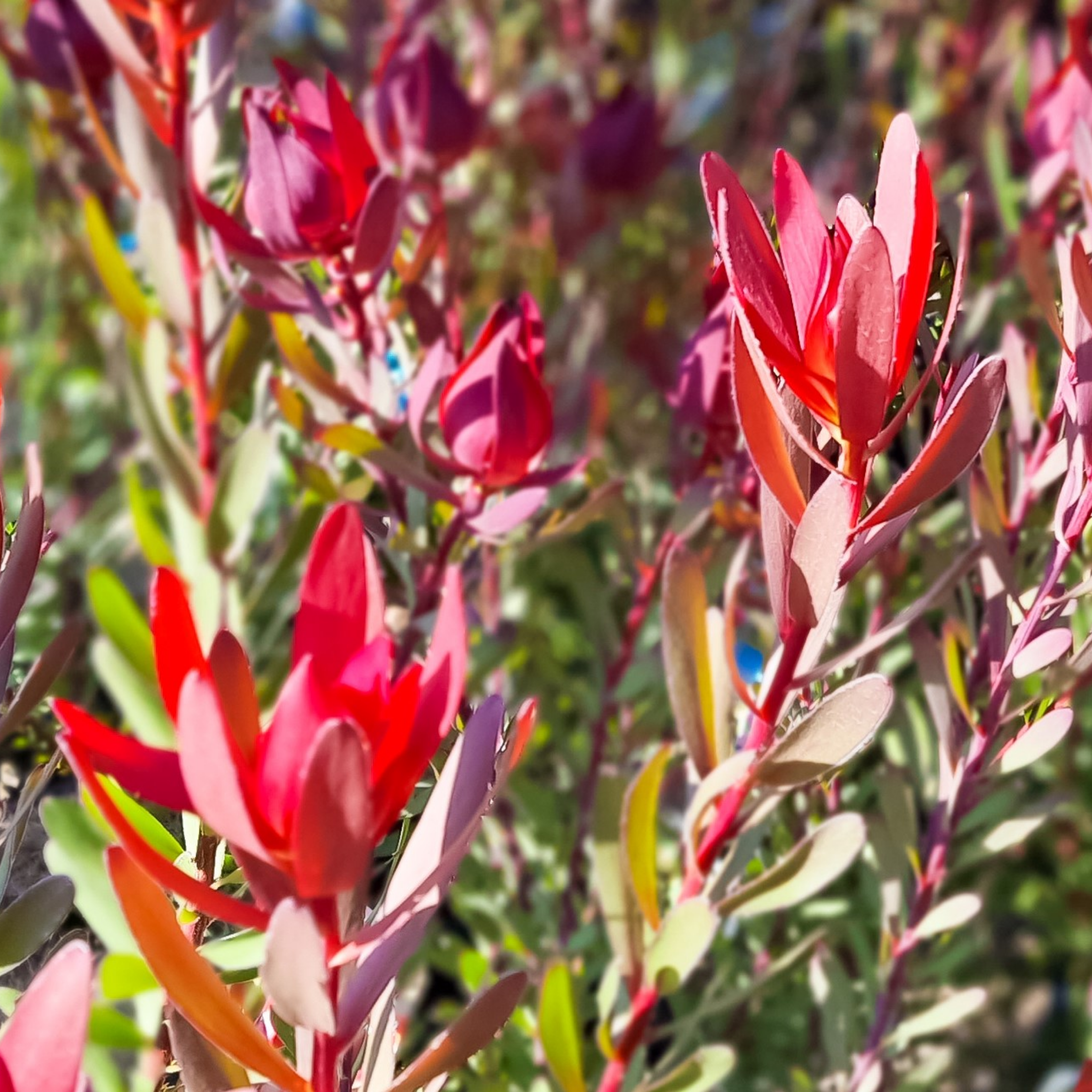 Safari Sunset Conebush - Leucadendron laureolum Safari Sunset