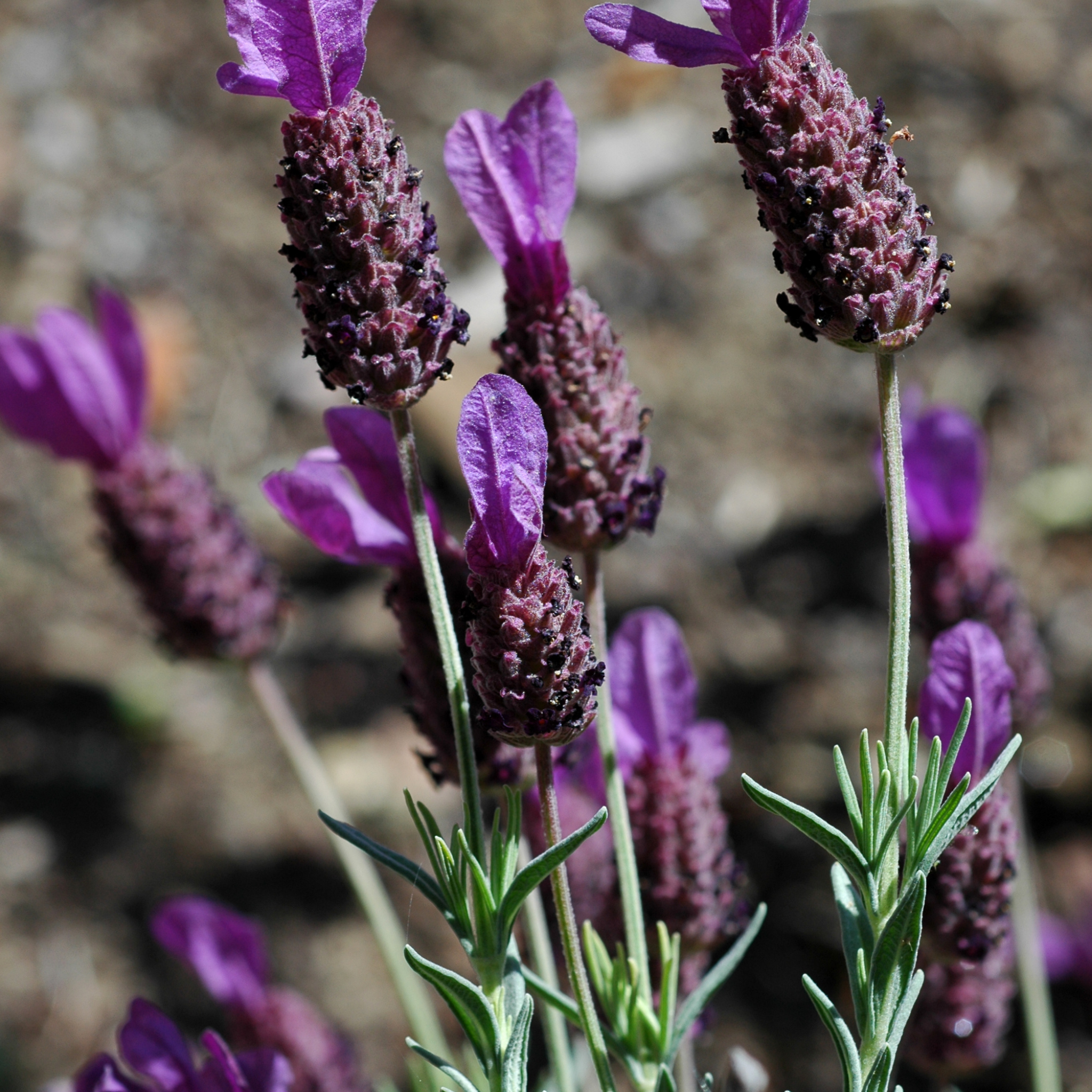 Italian Lavender Javelin Forte Purple - Lavandula stoechas Javelin Forte Purple