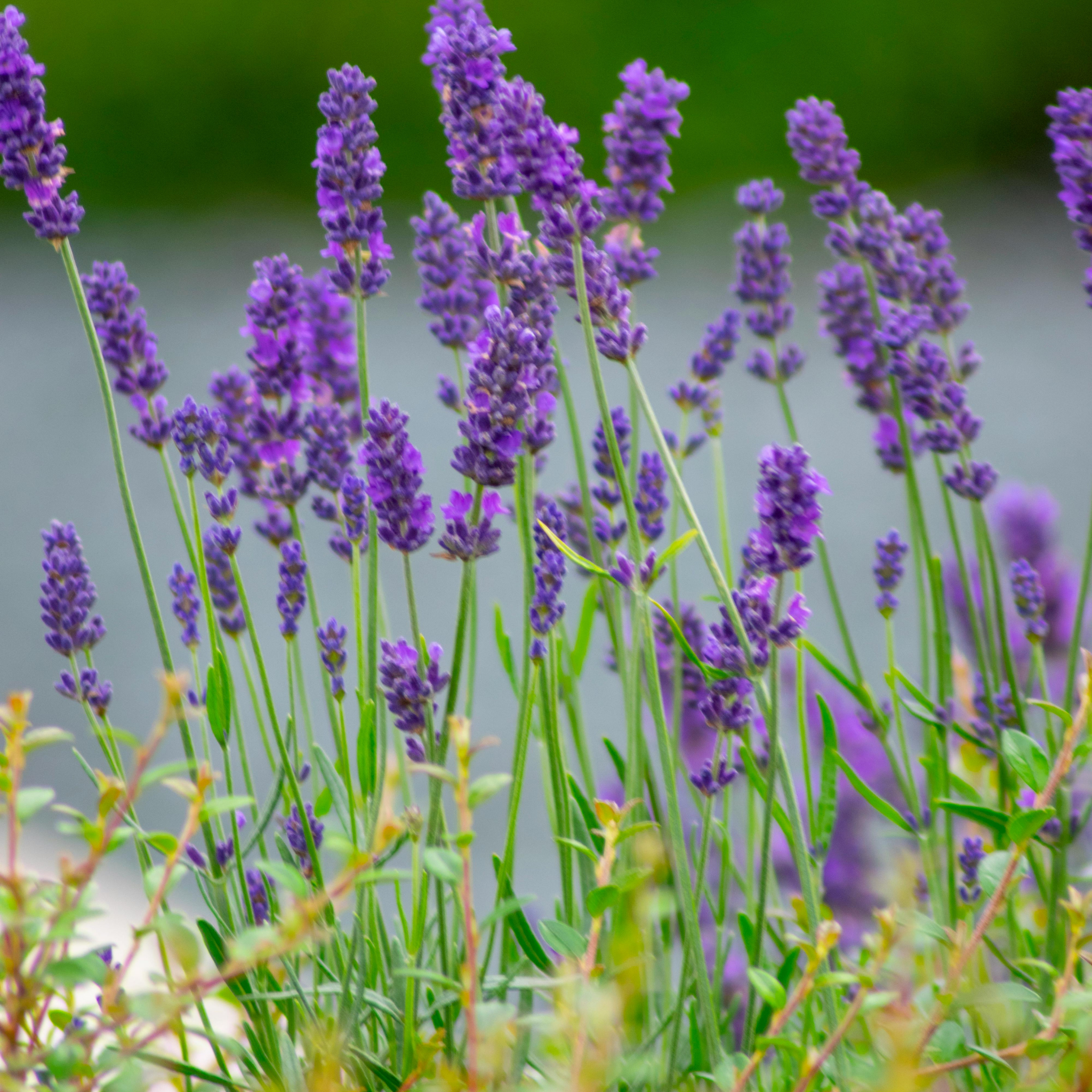 Compact English Lavender - Lavandula angustifolia Hidcote