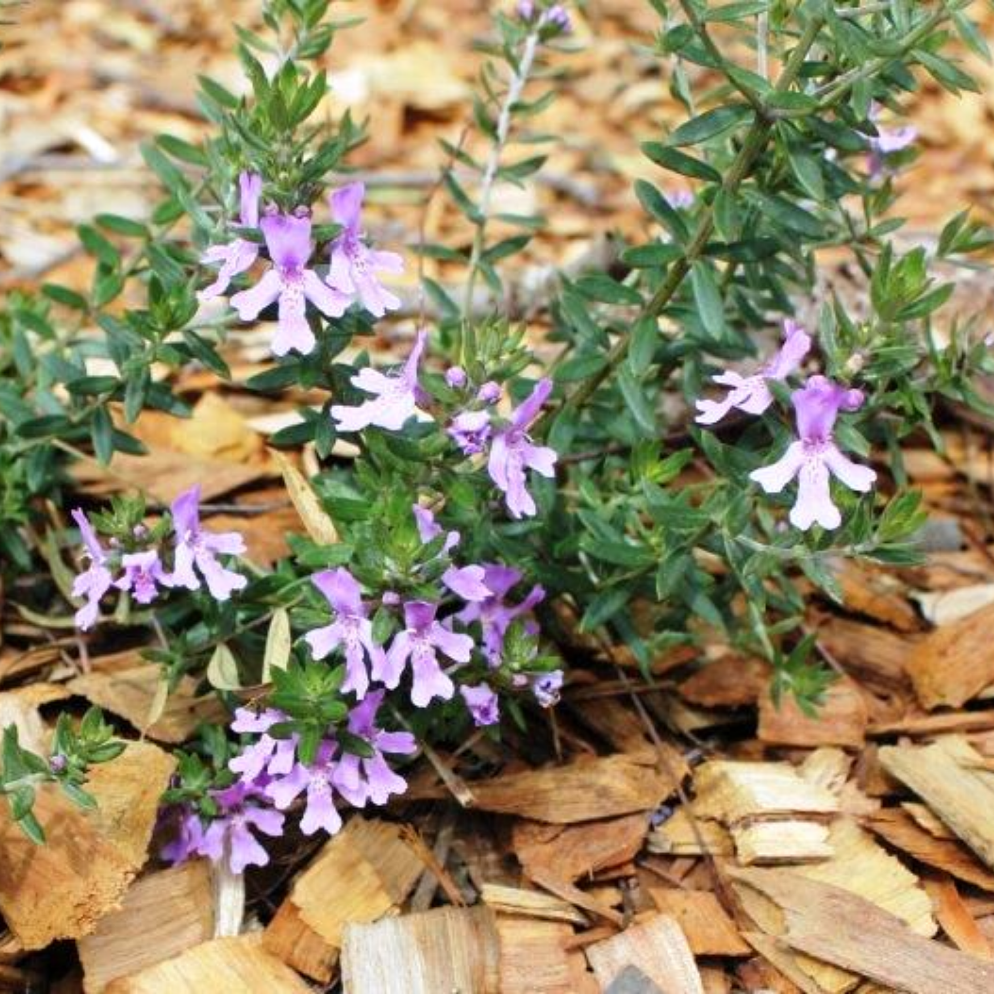 Blue Gem Native Rosemary - Westringia hybrida Blue Gem