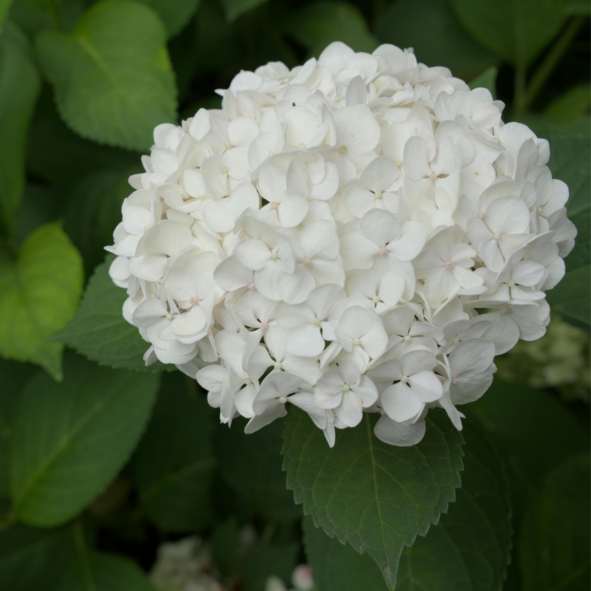 Hydrangea arborescens 'Annabelle' – Smooth Hydrangea