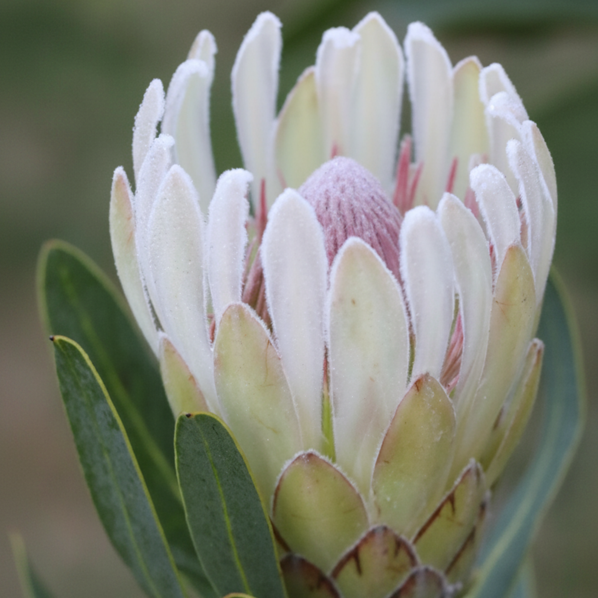 Sugarbush Protea Donna - Protea compacta 'Donna'
