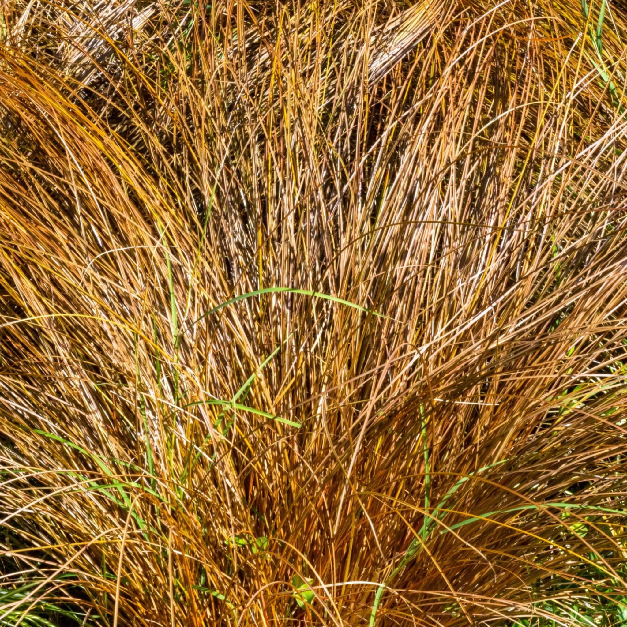 Close-up of dry brown grass with a blurred background