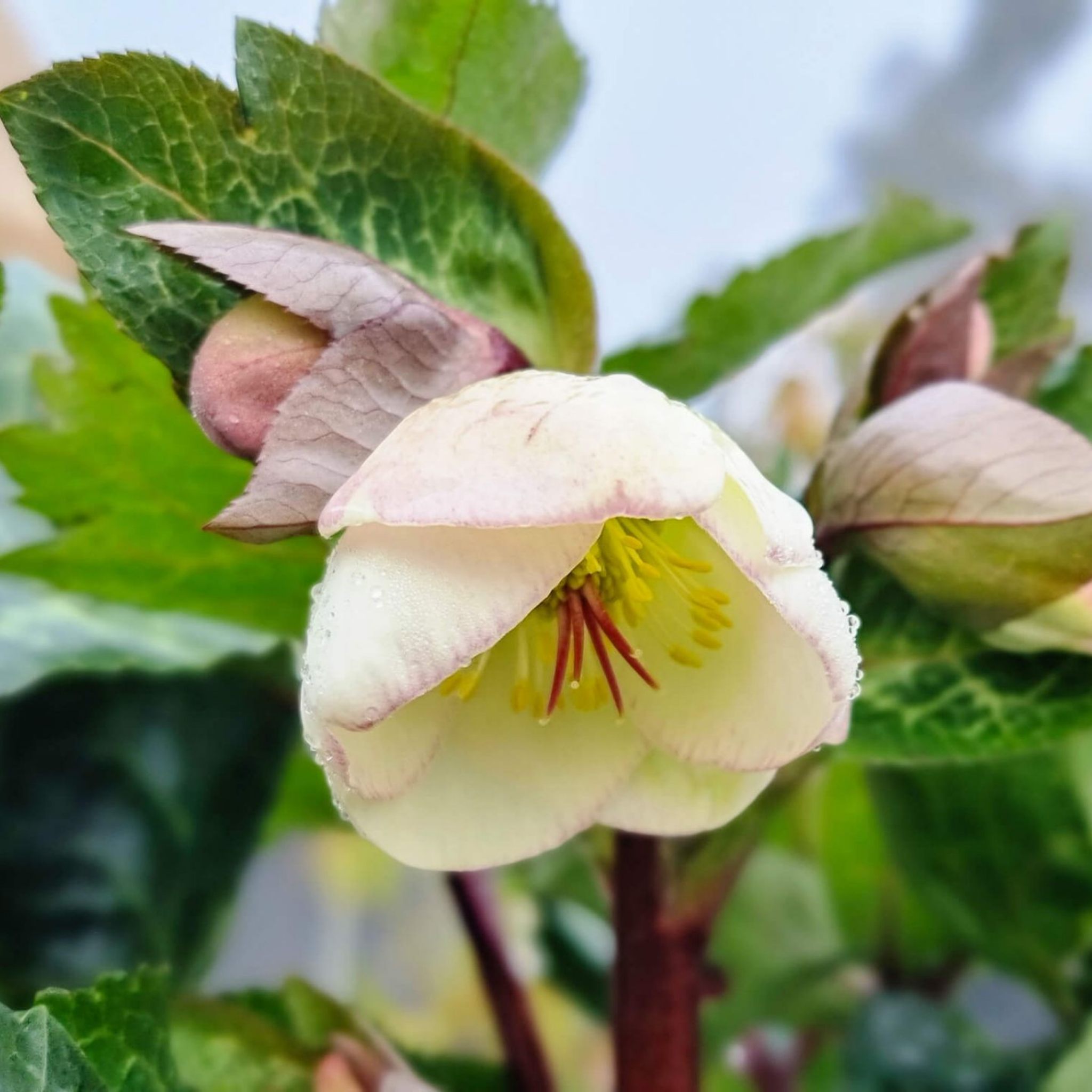 Winter Rose Moondance - Helleborus hybrida Moondance PBR