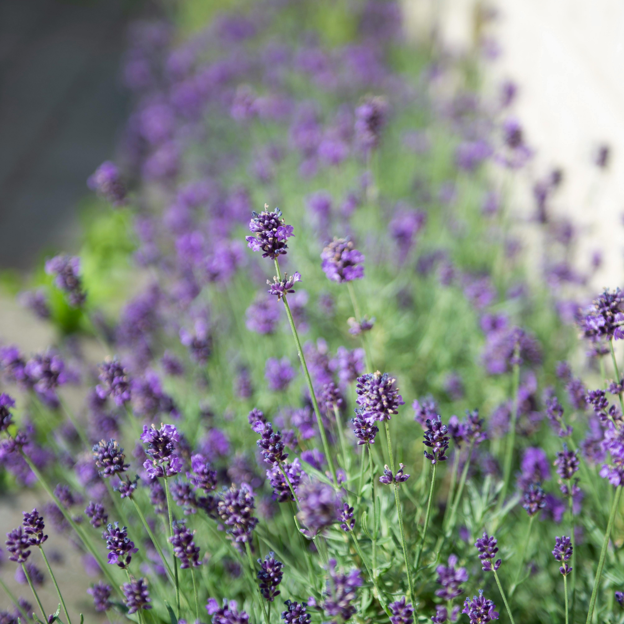 Dwarf French Lavender - Lavandula dentata La Diva Imperial