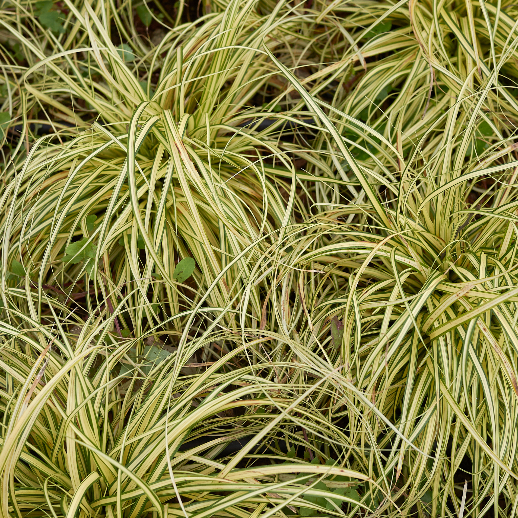 Close-up of variegated grass with green and yellow leaves.