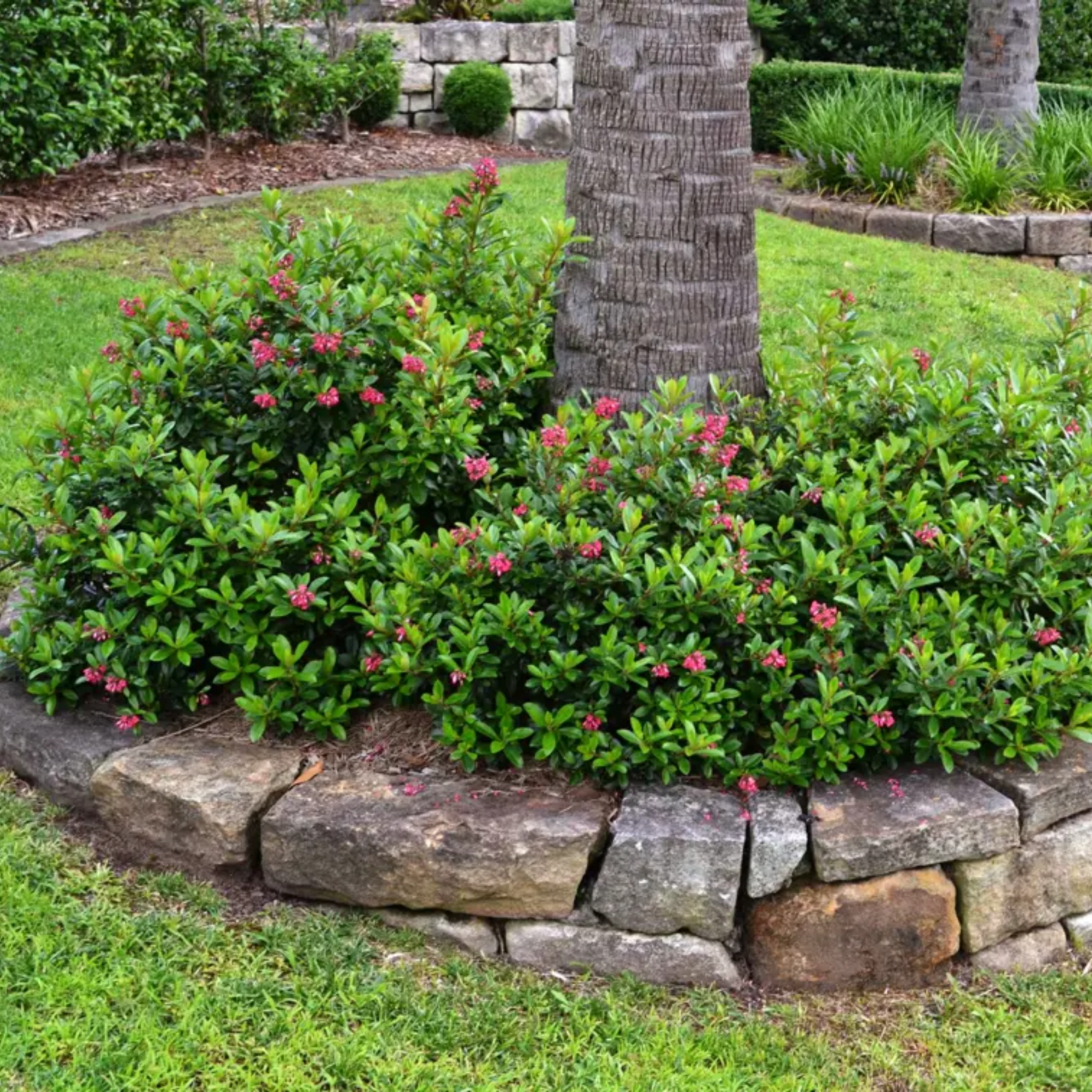 Escallonia Red Knight - Escallonia langleyensis Red Knight