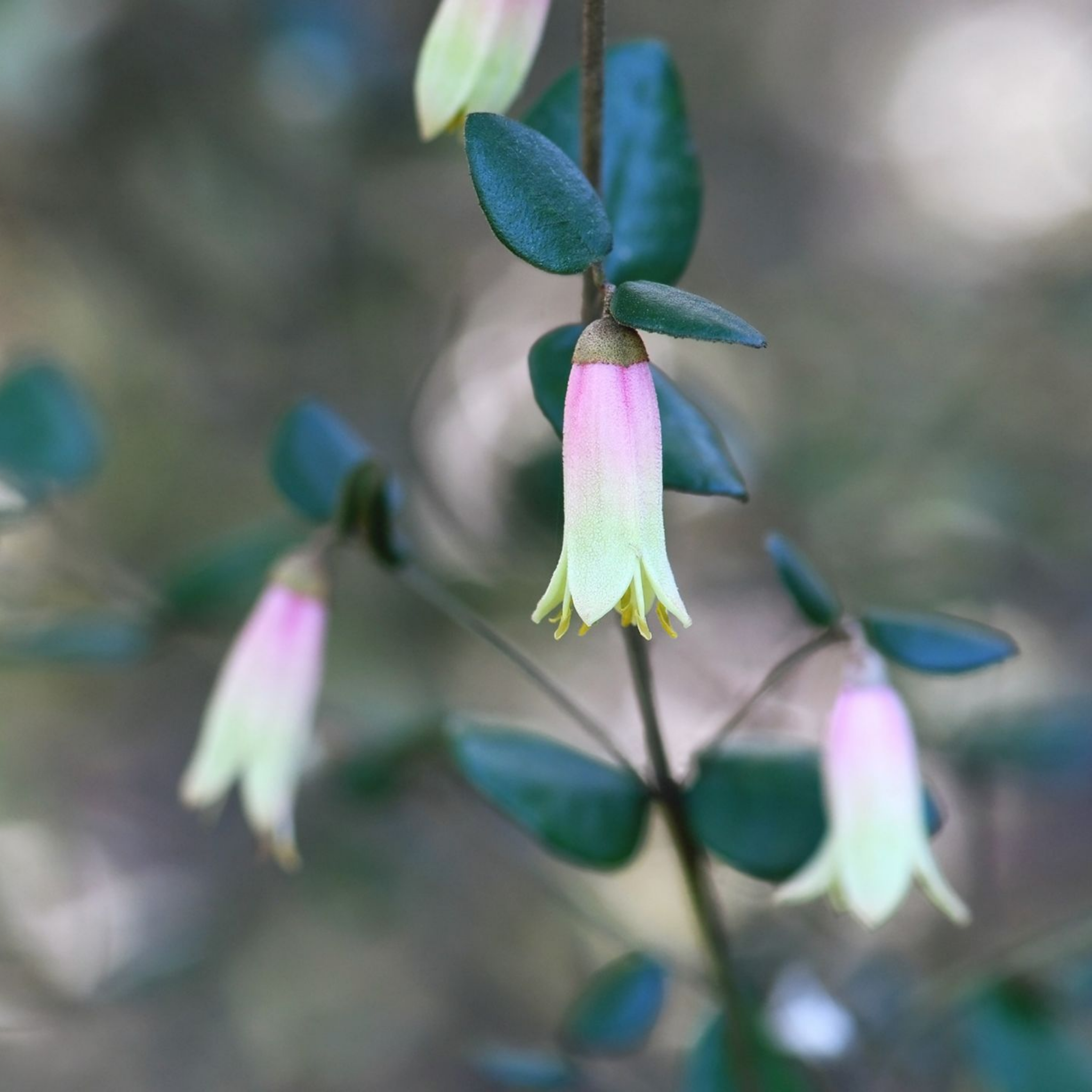 Marians Marvel Native Fuchsia - Correa reflexa backhousiana 'Marians Marvel'