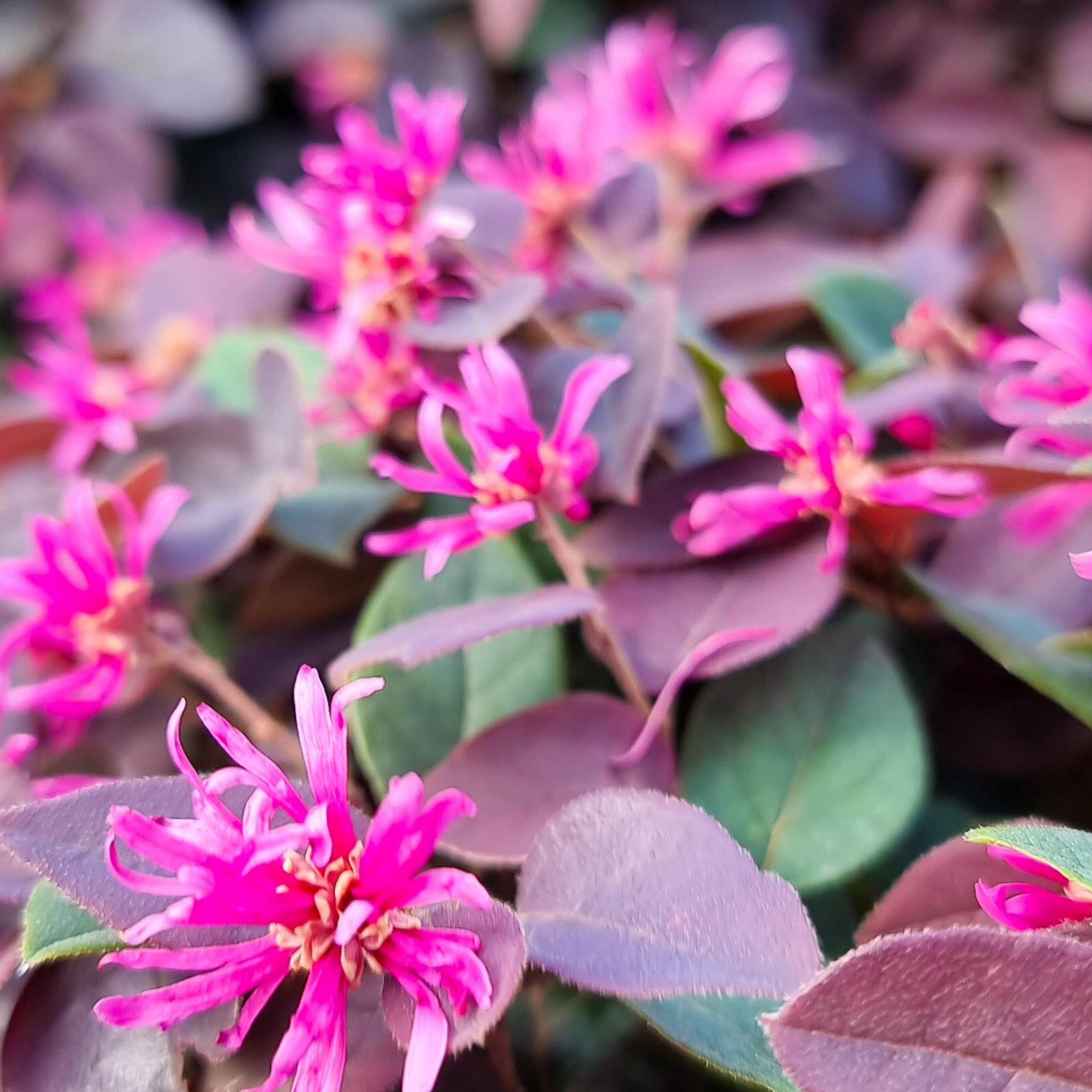 Chinese pink fringe flower - Loropetalum chinense rubrum 'China Pink'