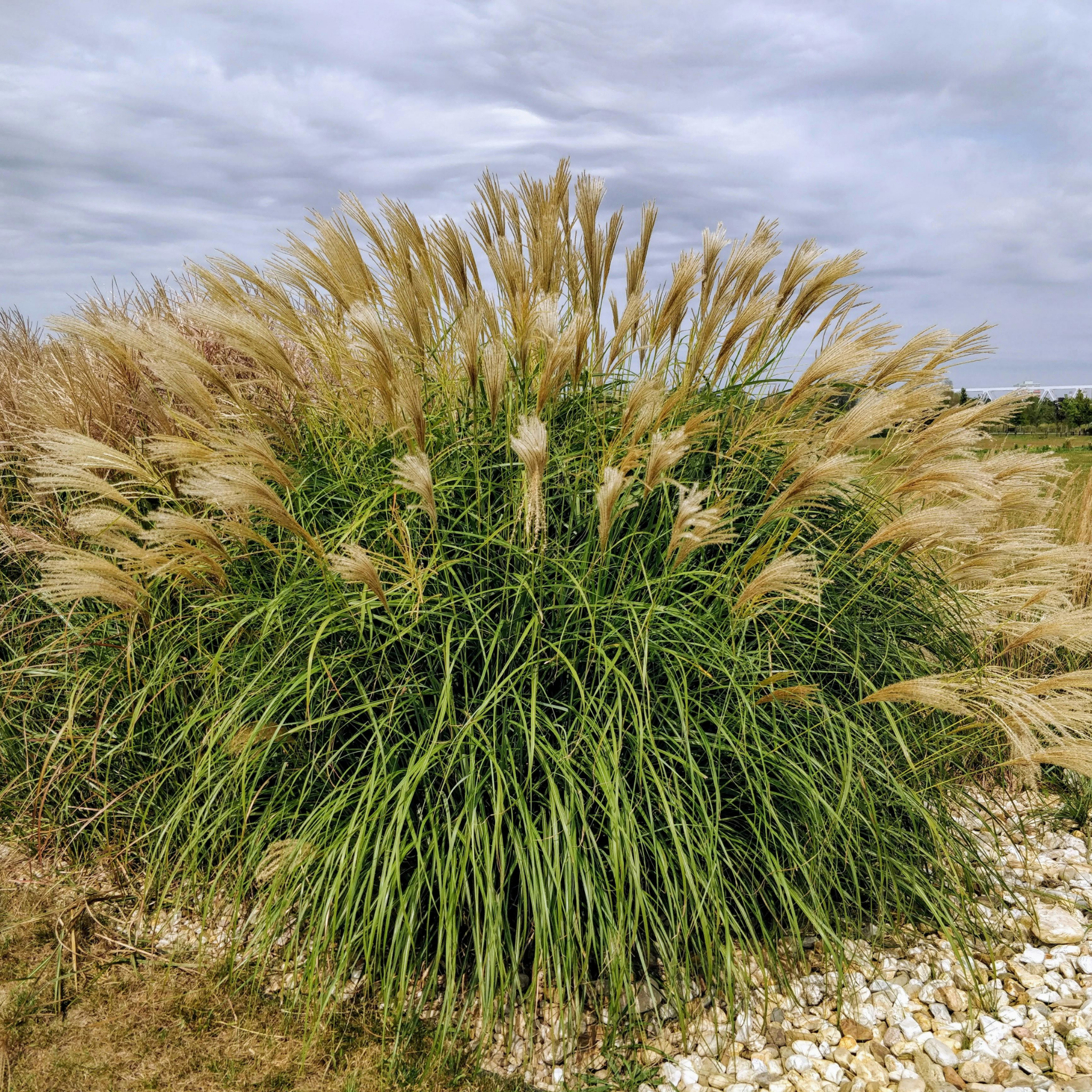 Chinese Silver Grass - Miscanthus sinensis Sarabande