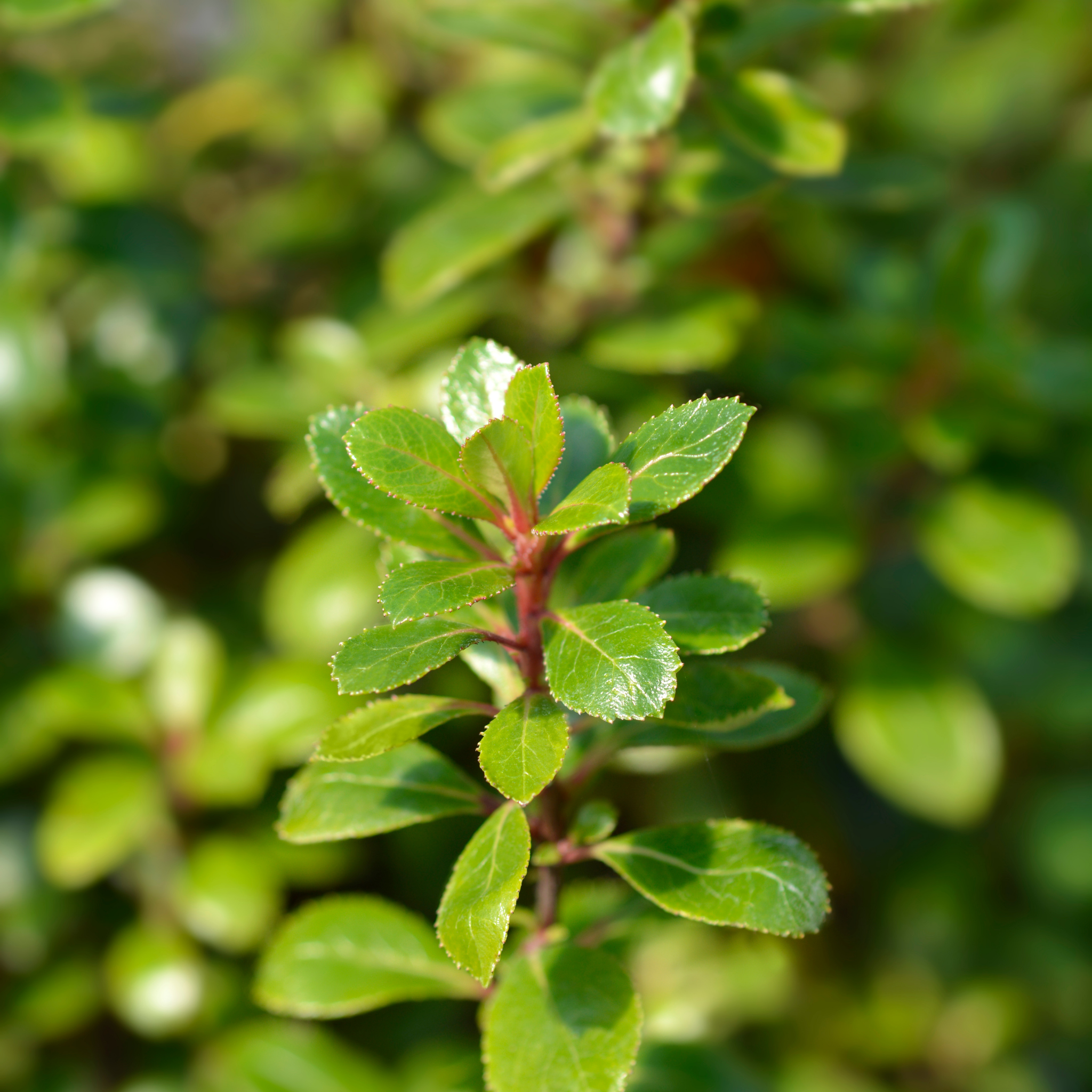 Escallonia Dwarf Pink Pixie - Escallonia hybrida 'Pink Pixie'