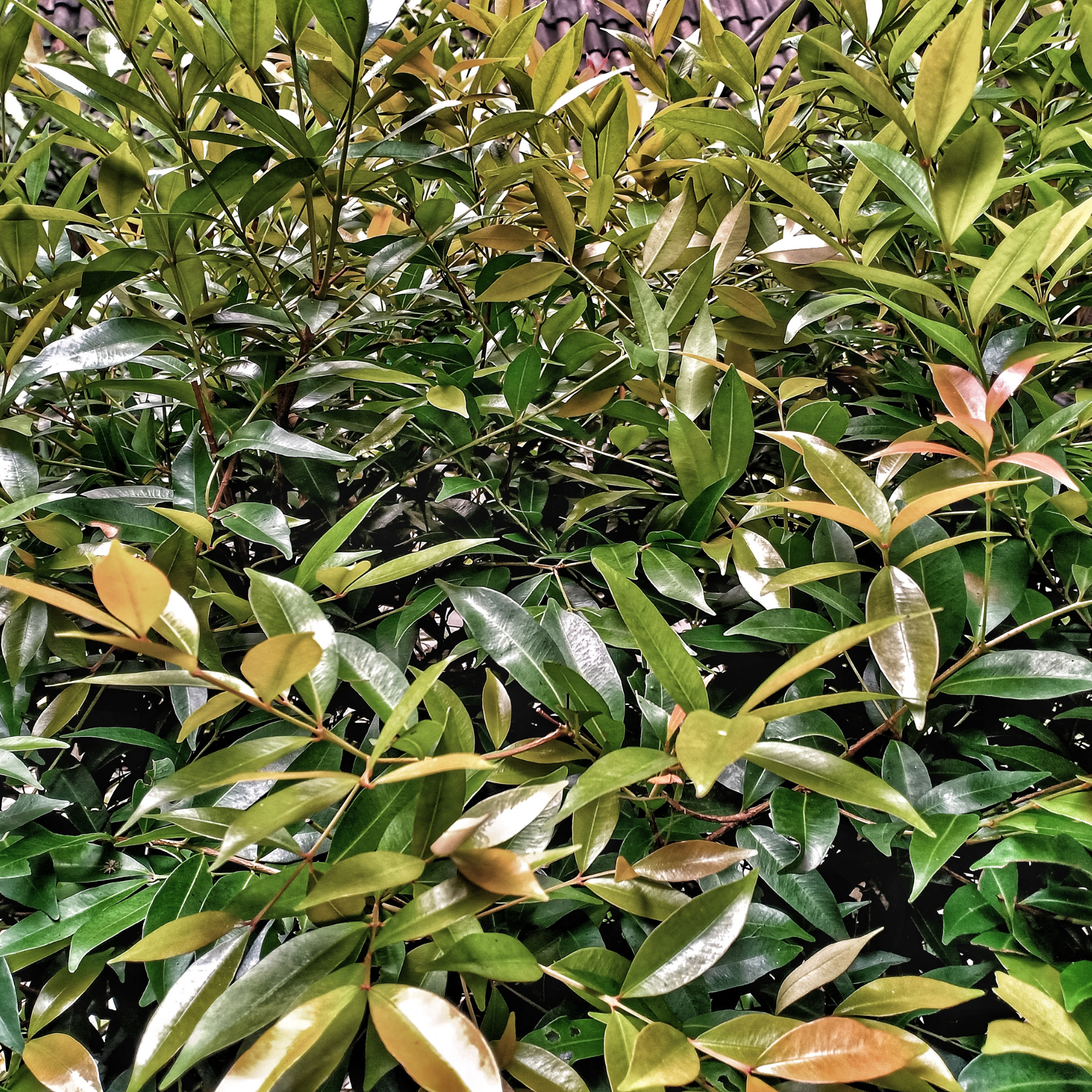 Lilly Pilly Backyard Bliss - Syzygium paniculatum Backyard Bliss