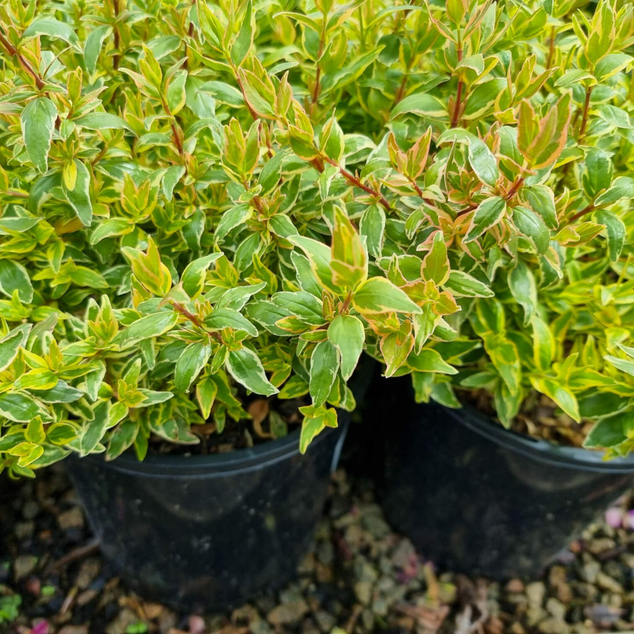 Glossy Abelia Lime Splice - Abelia grandiflora 'Lime Splice'