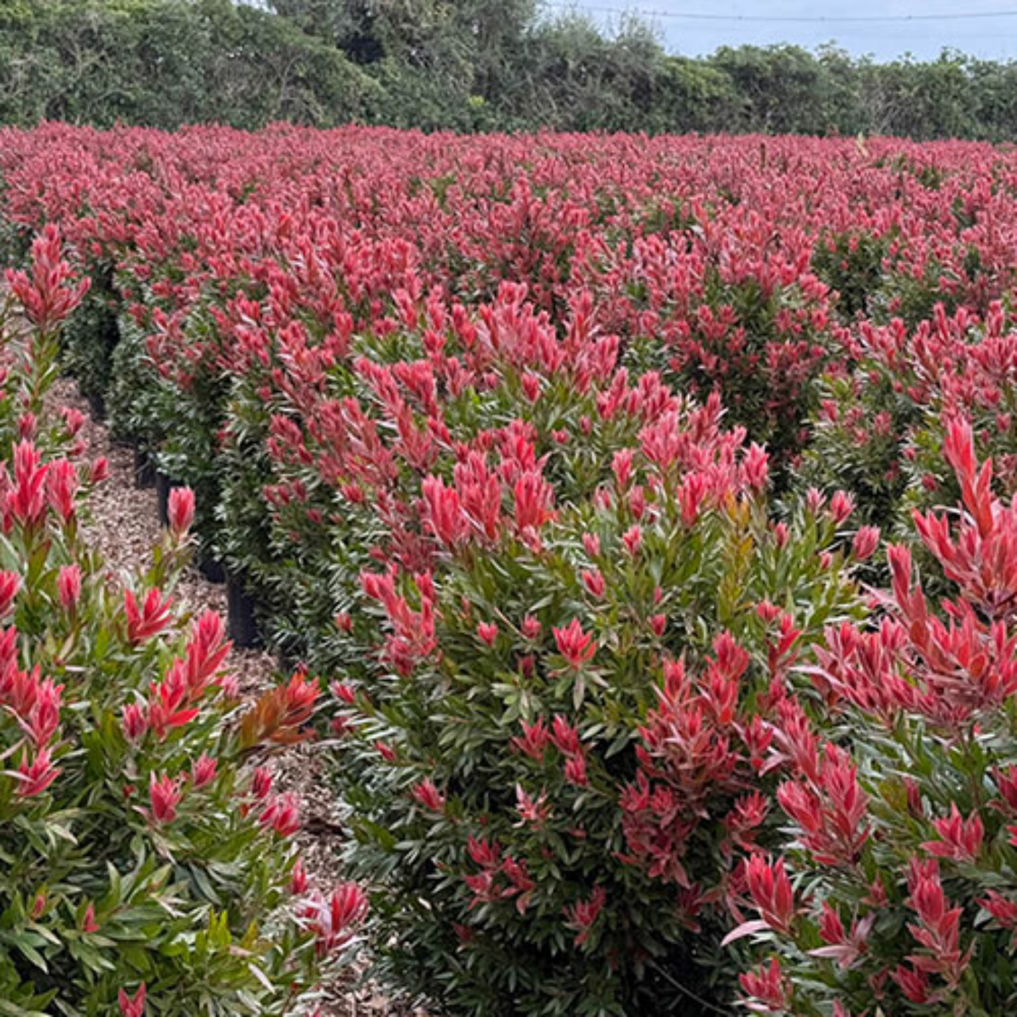 Field of red flowering plants with green foliage