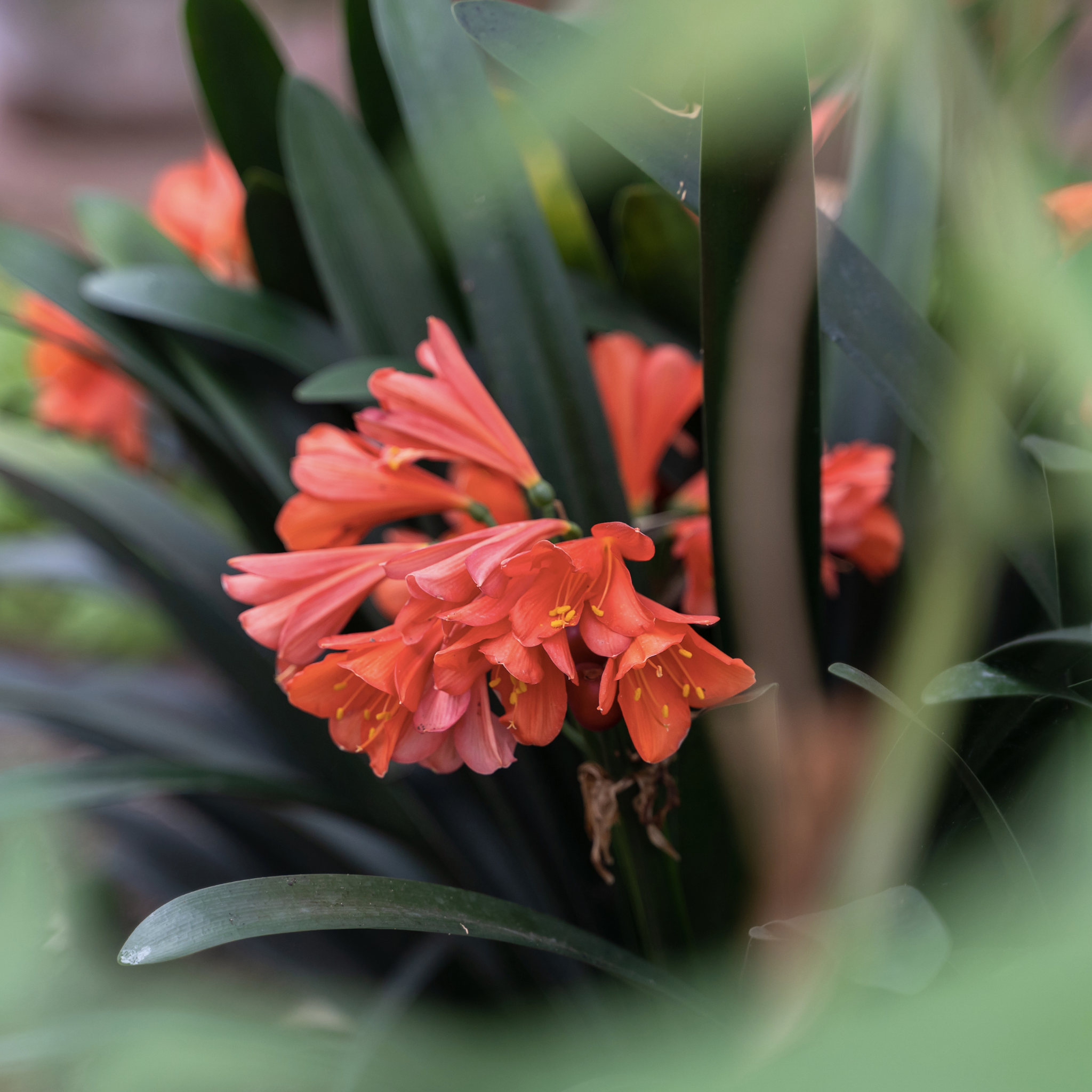 Close-up of orange flowers with green leaves in the background