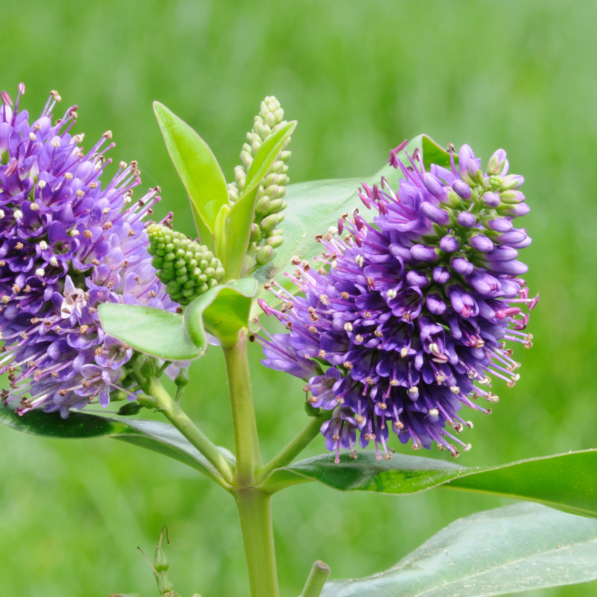 Hebe hybrida Heebie Jeebies