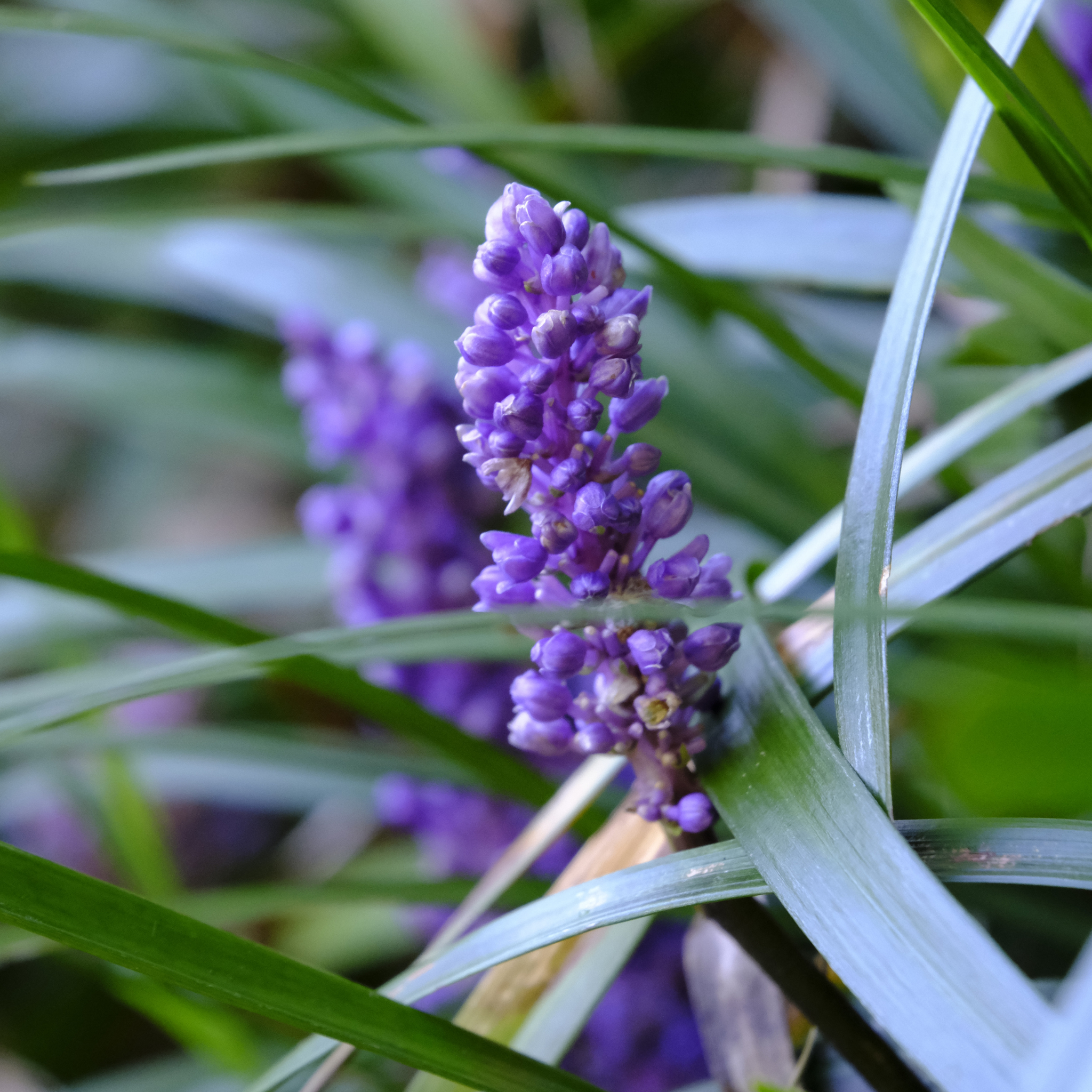 Lillyturf Royal Purple - Liriope muscari Royal Purple