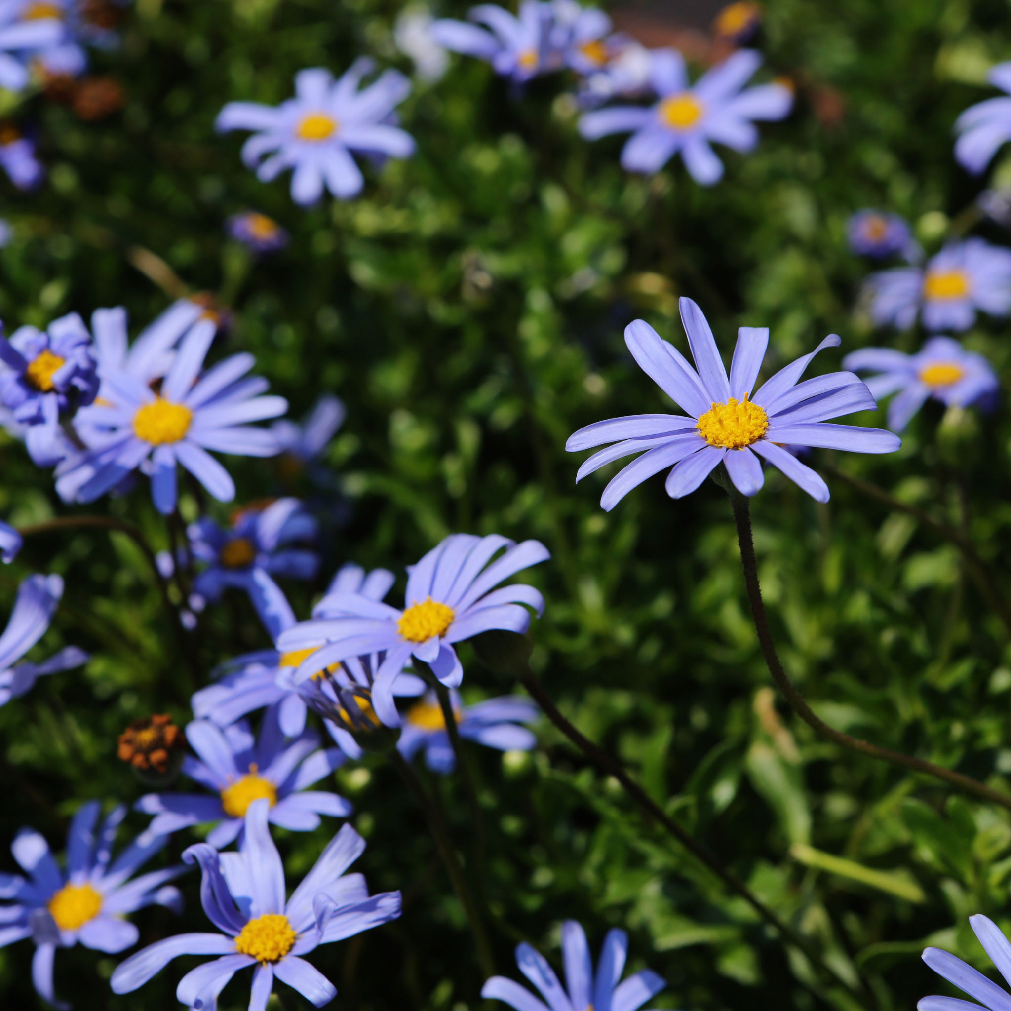 Blue Marguerite - Felicia amelloides