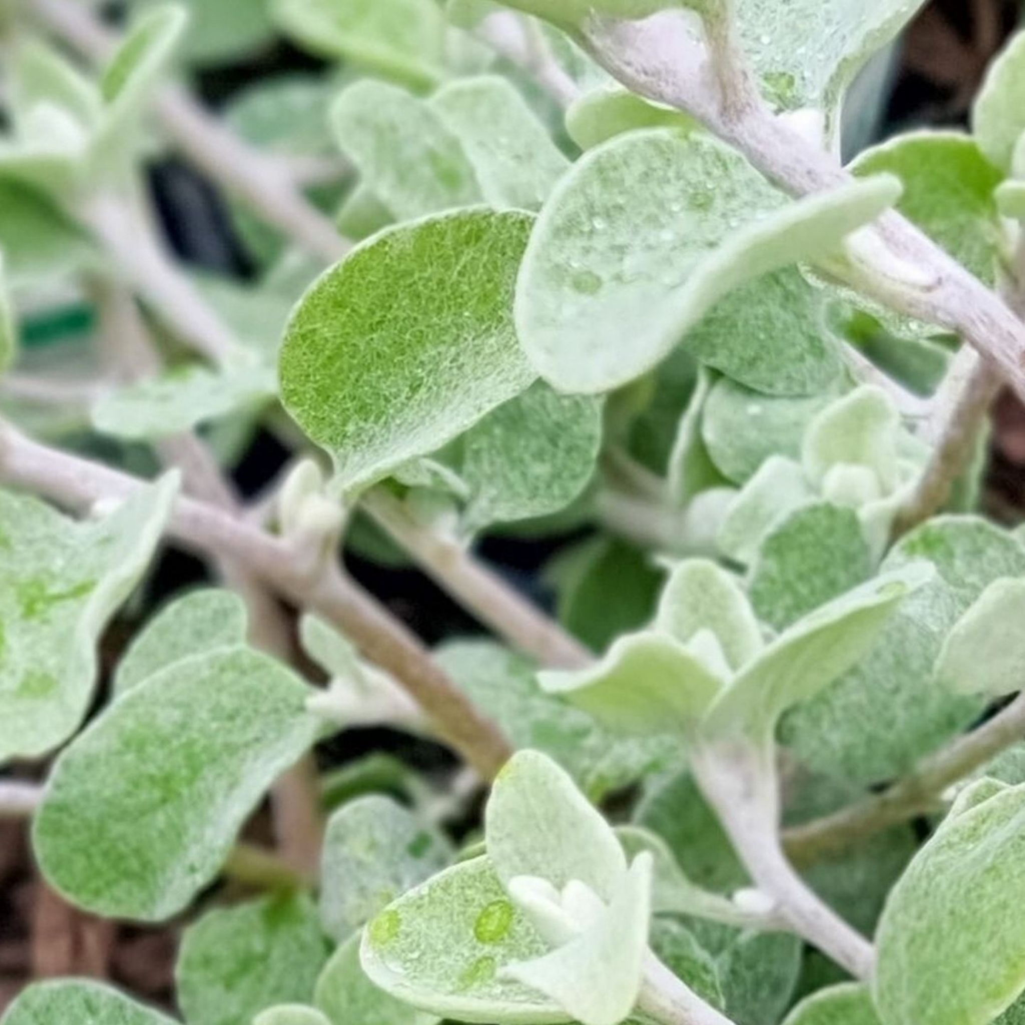 Silver Bush Everlasting Flower - Helichrysum petiolare - Licorice Plant