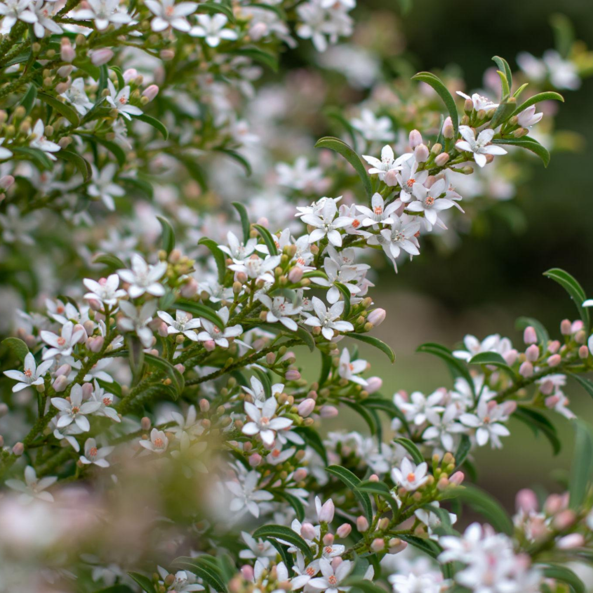 Long Leaf Wax Flower Profusion - Philotheca myoporoides Profusion