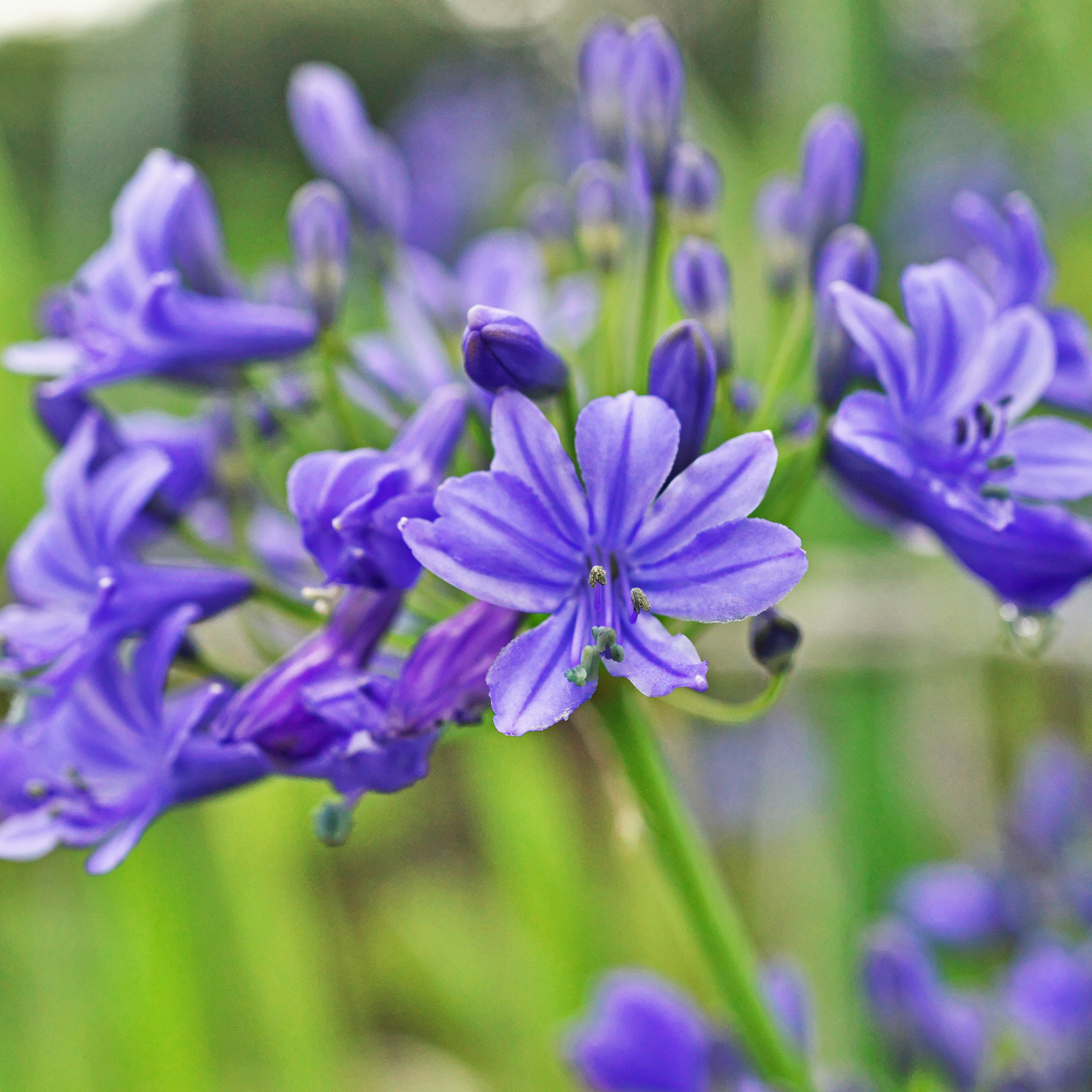 Agapanthus hybrida Purple Cloud - Giant Lily of the Nile, African Lily