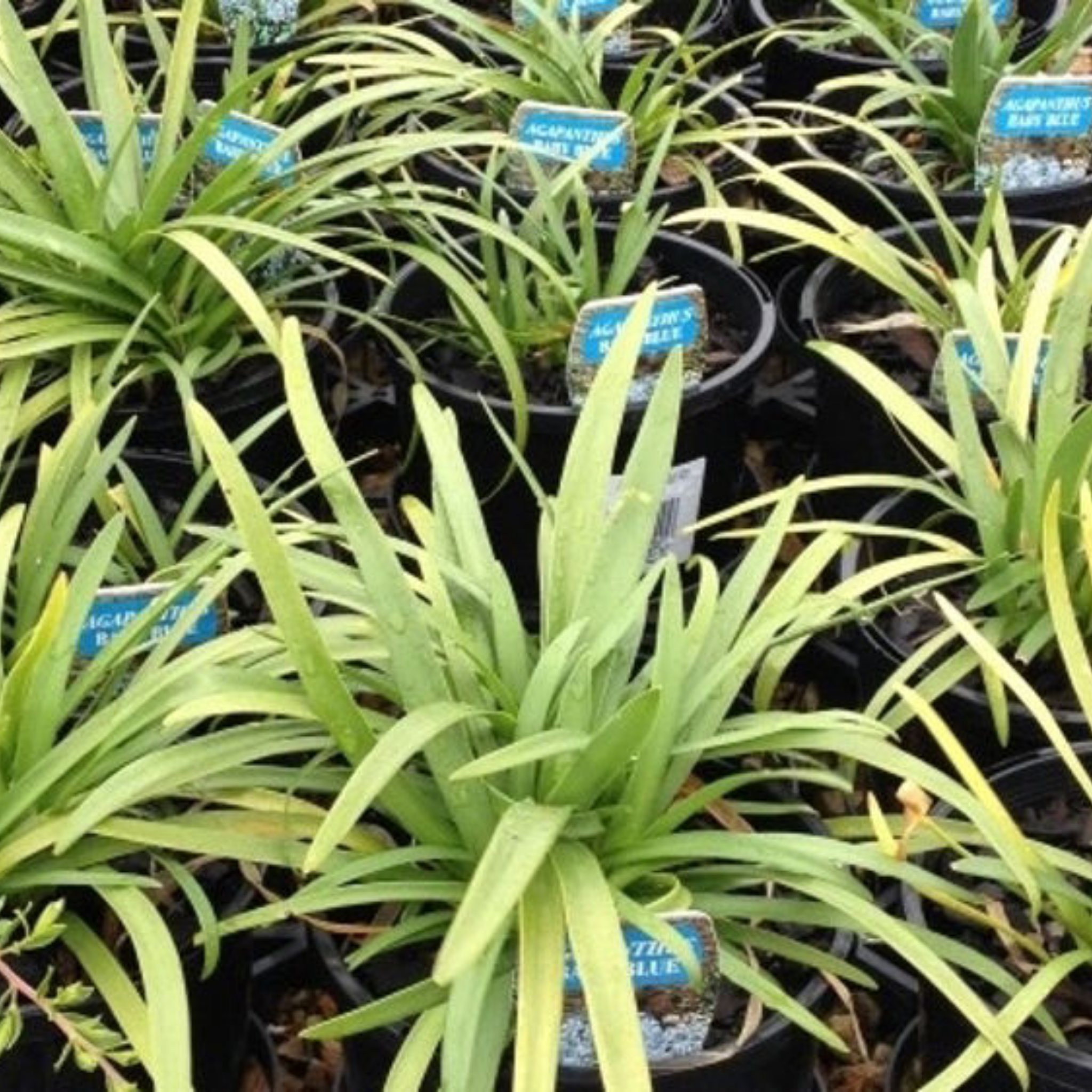 Agapanthus africanus 'Baby Blue' - Dwarf African Lily of the Nile