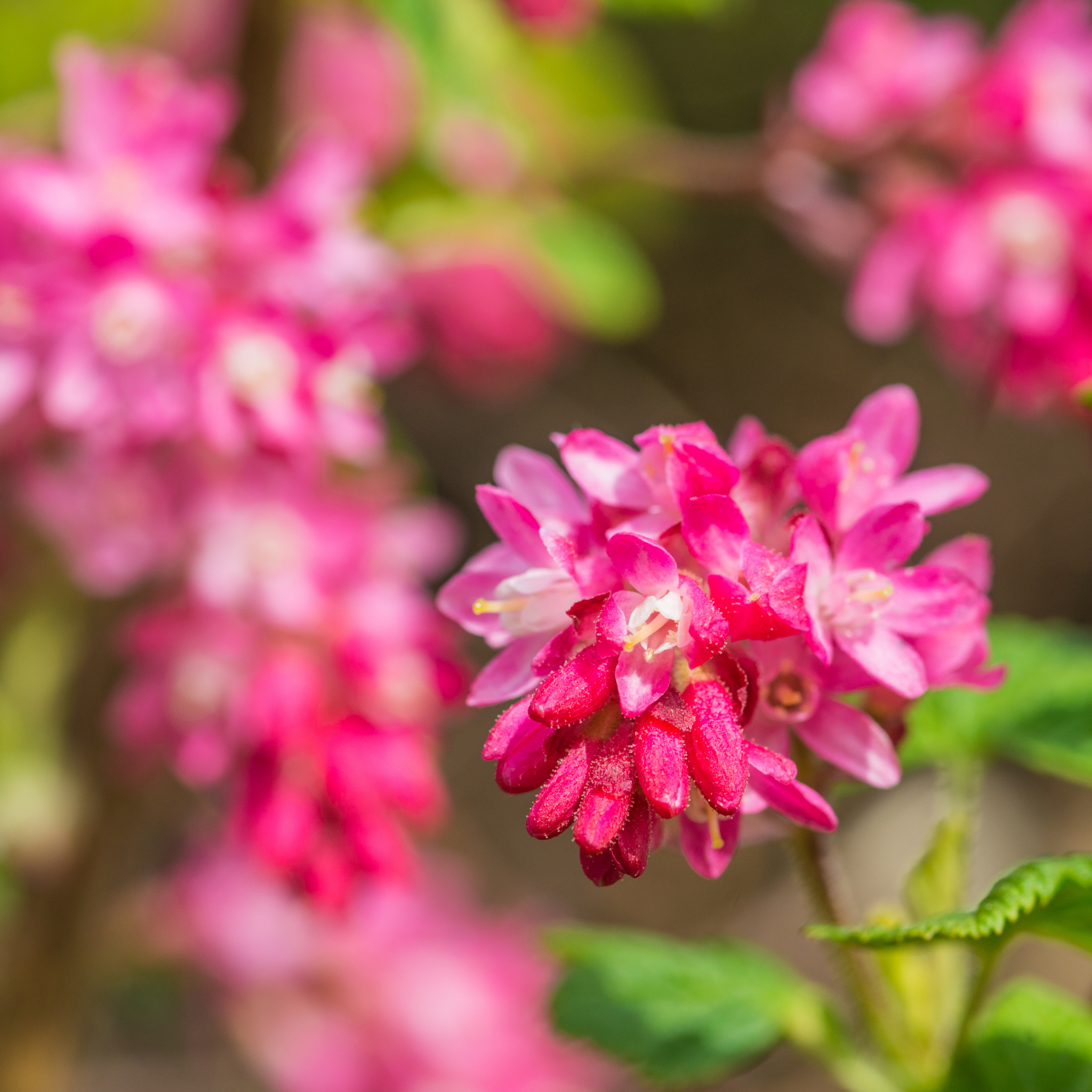 Escallonia hybrida Newport Dwarf