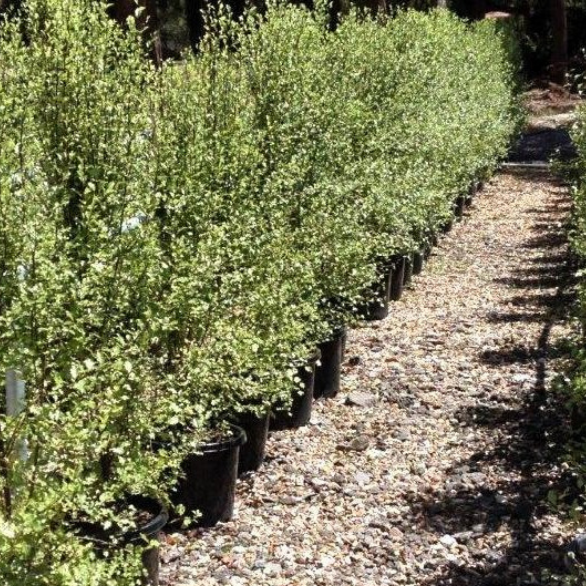 Row of young trees in pots on a gravel path
