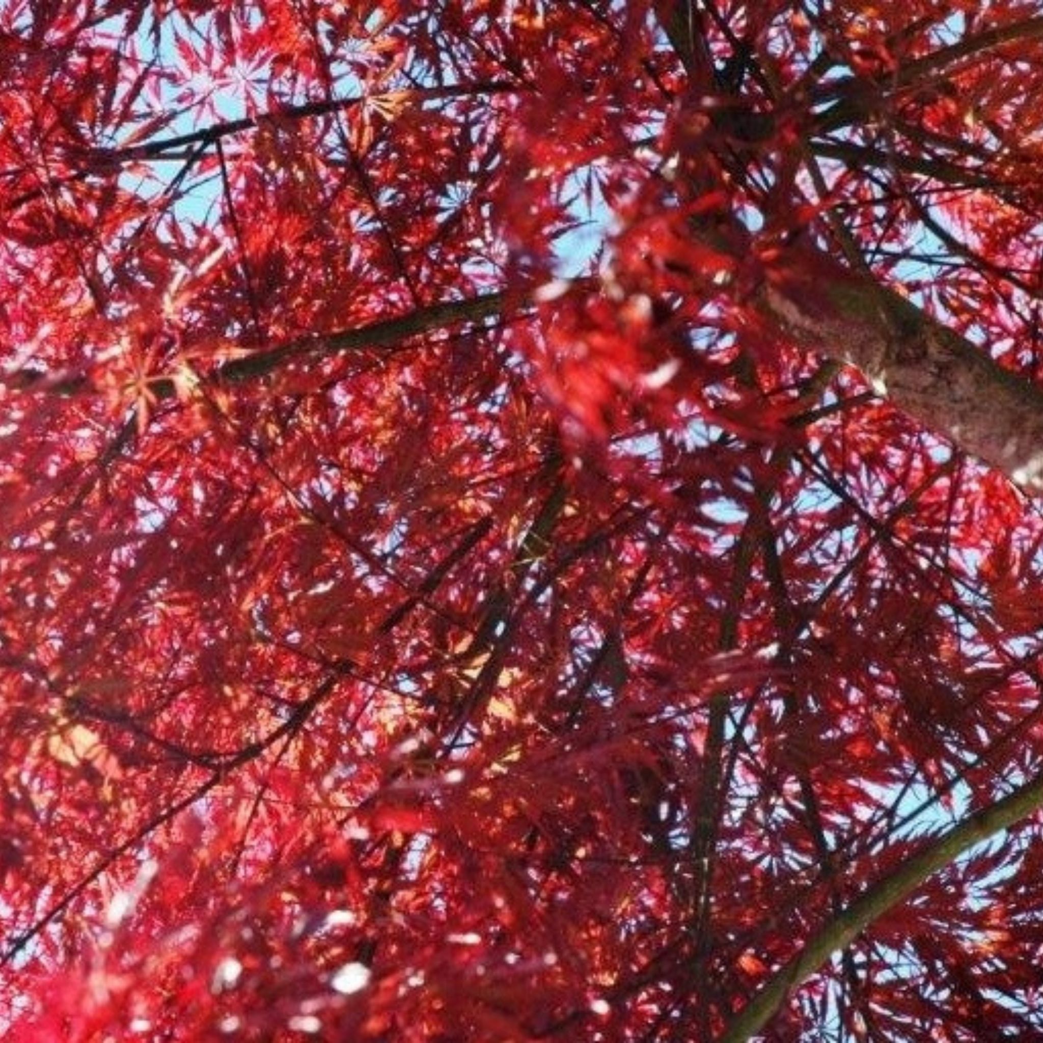Weeping Japanese Maple Atropurpureum - Acer palmatum Dissectum Atropurpureum
