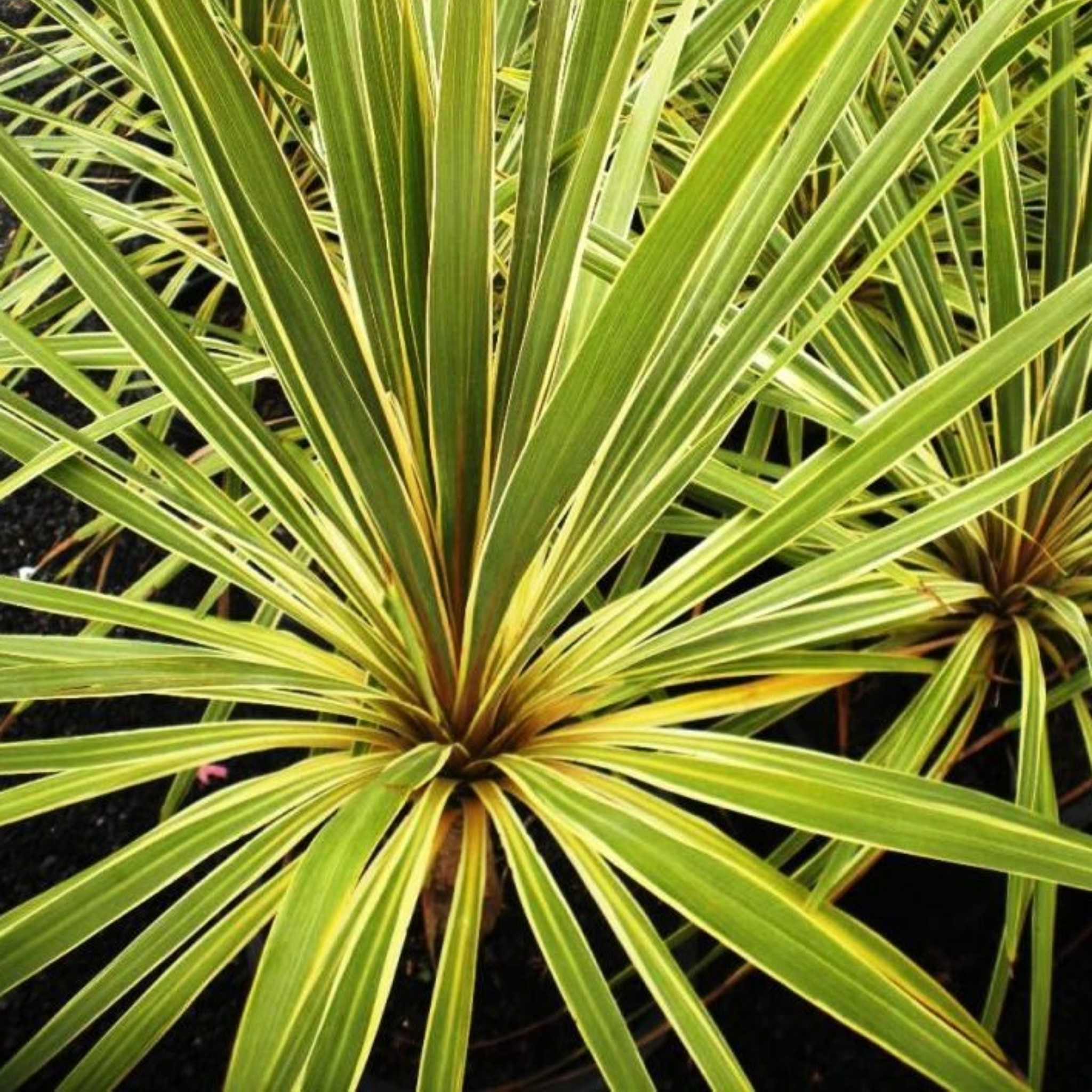 TOrbay Dazzler Cabbage Tree - Cordyline australis 'Torbay Dazzler'