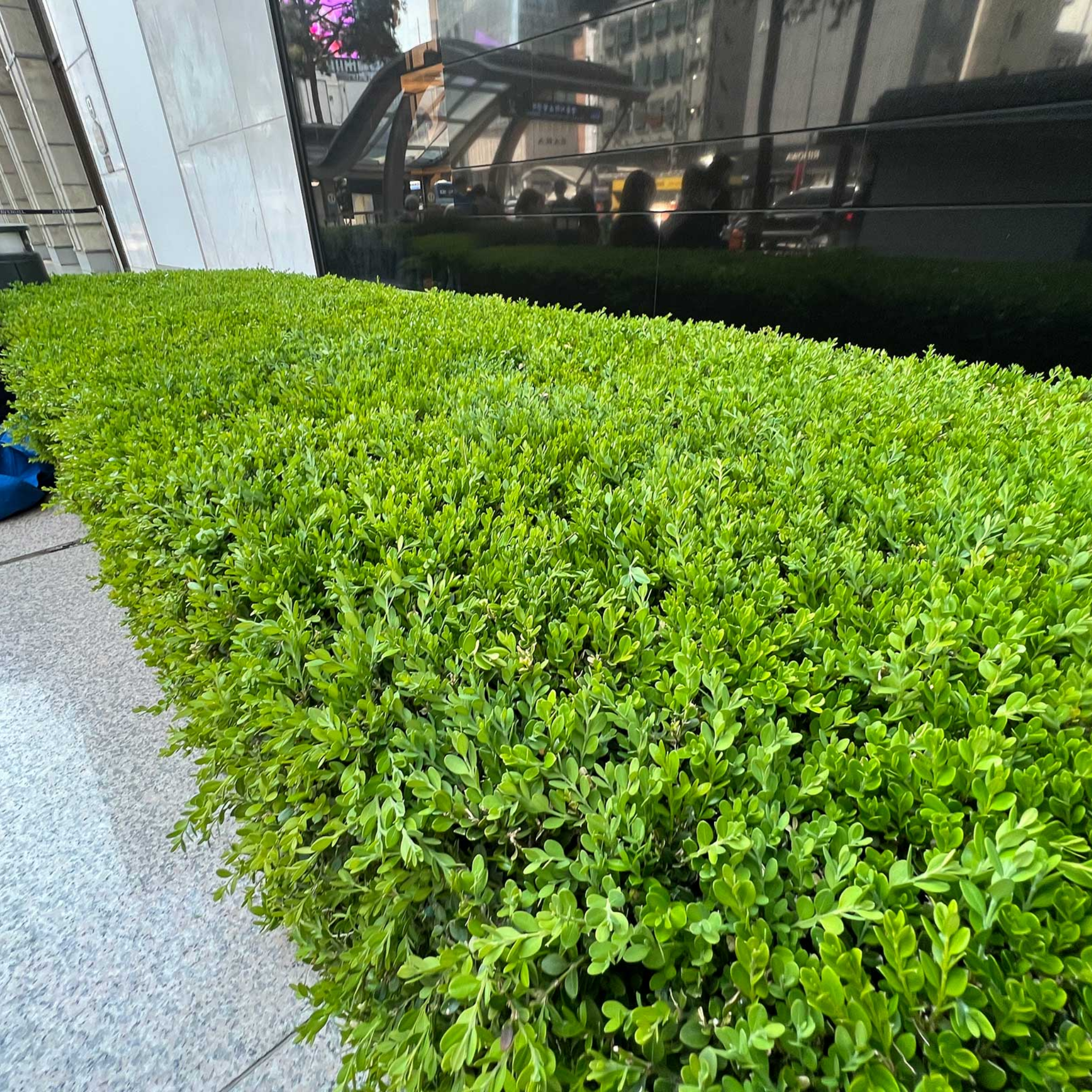 Korean Boxwood - Buxus microphylla microphylla