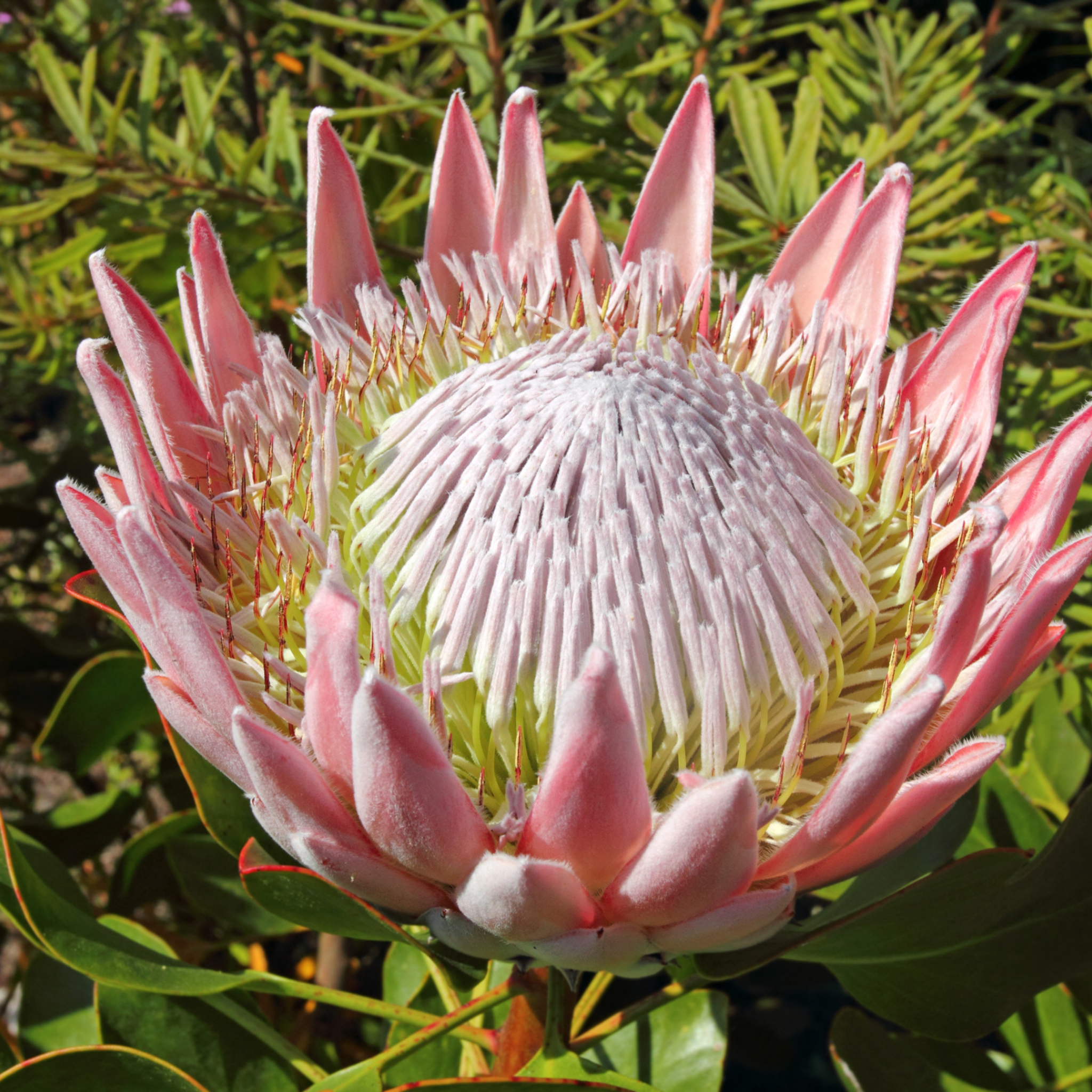 King Pink King Protea - Protea cynaroides King Pink