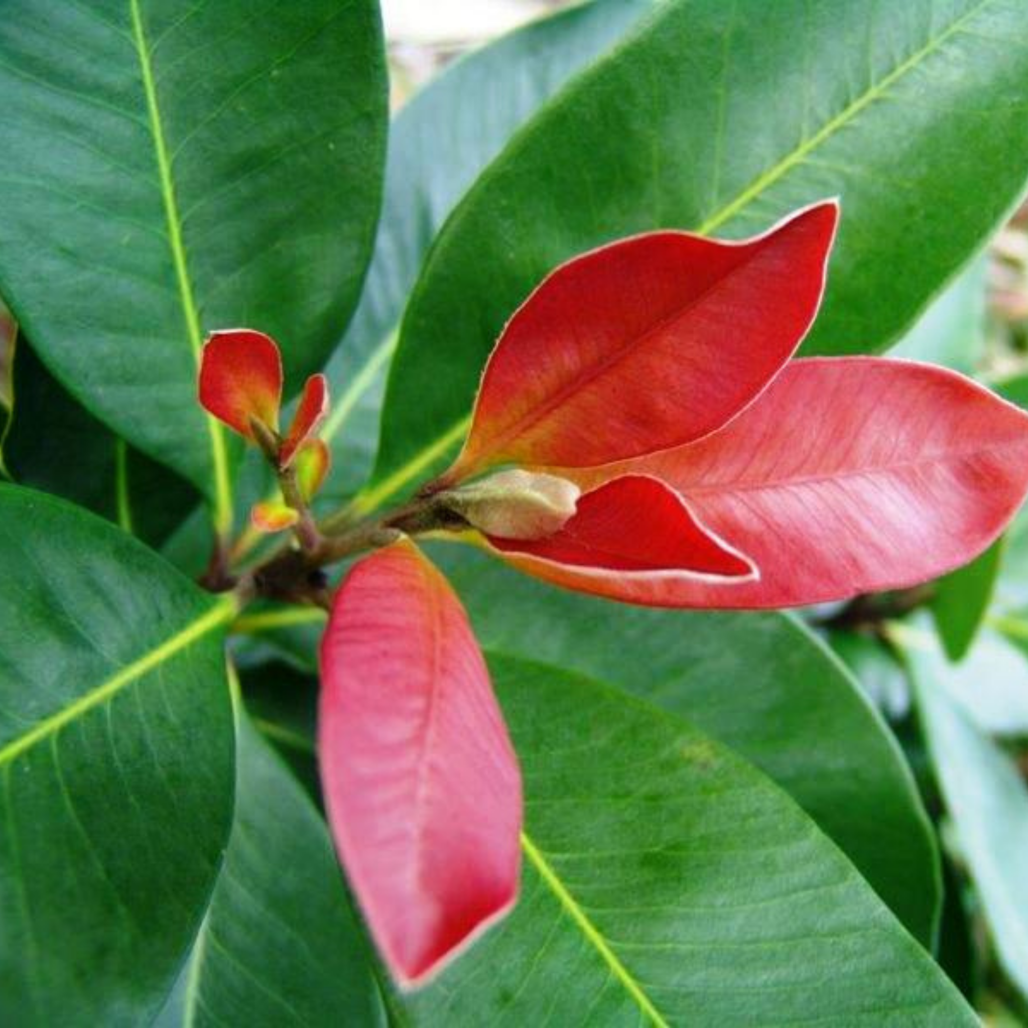 Close-up of red leaves with green leaves in the background