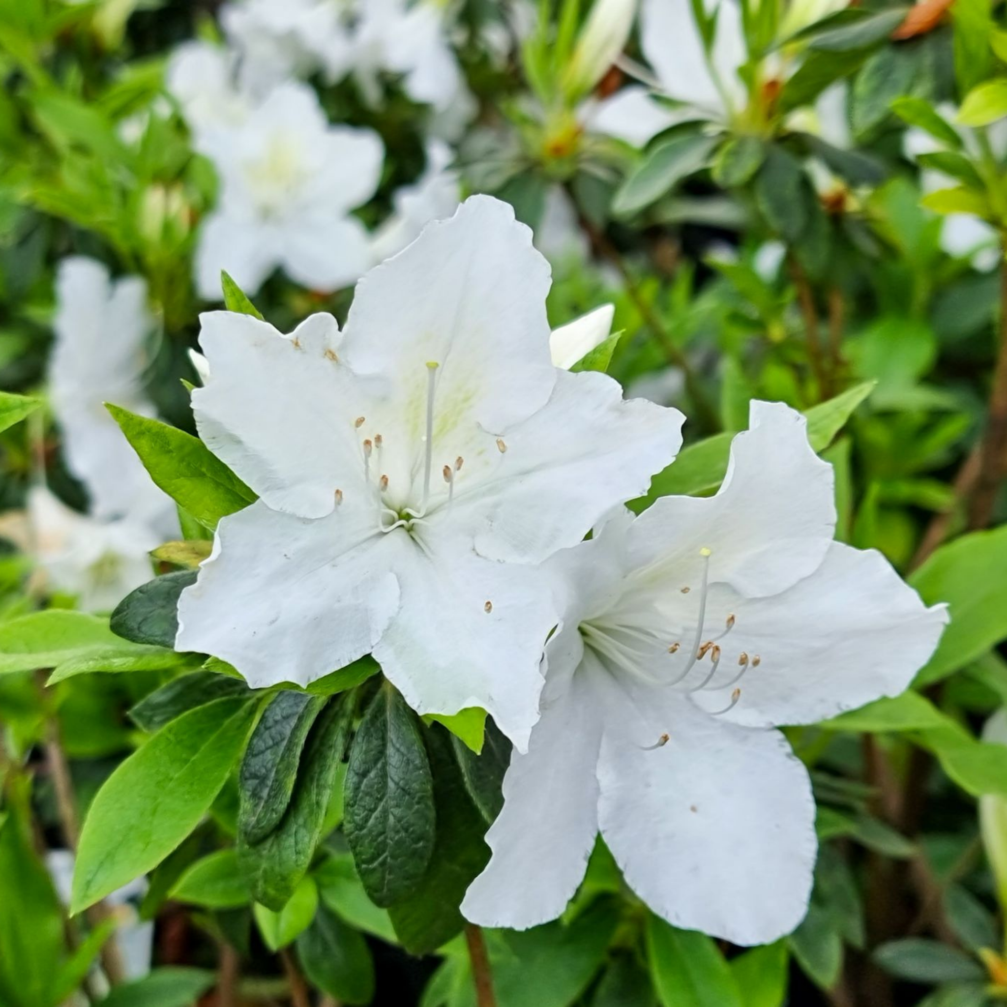 Close-up of white flowers with green leaves in the background