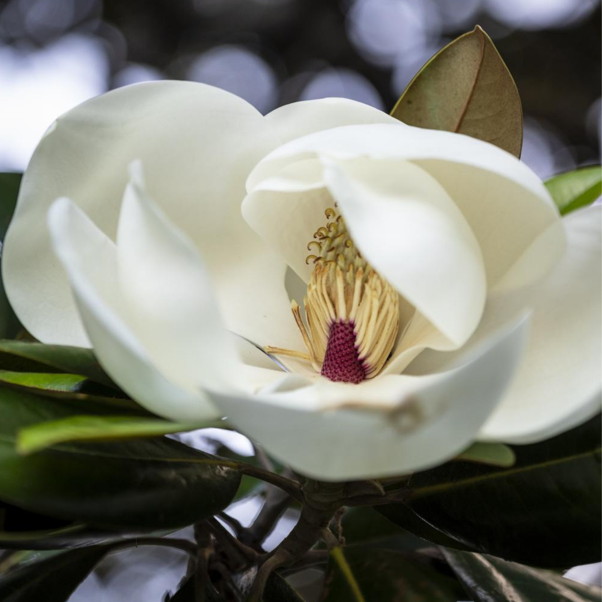 Magnolia Little Gem - Magnolia grandiflora Little Gem