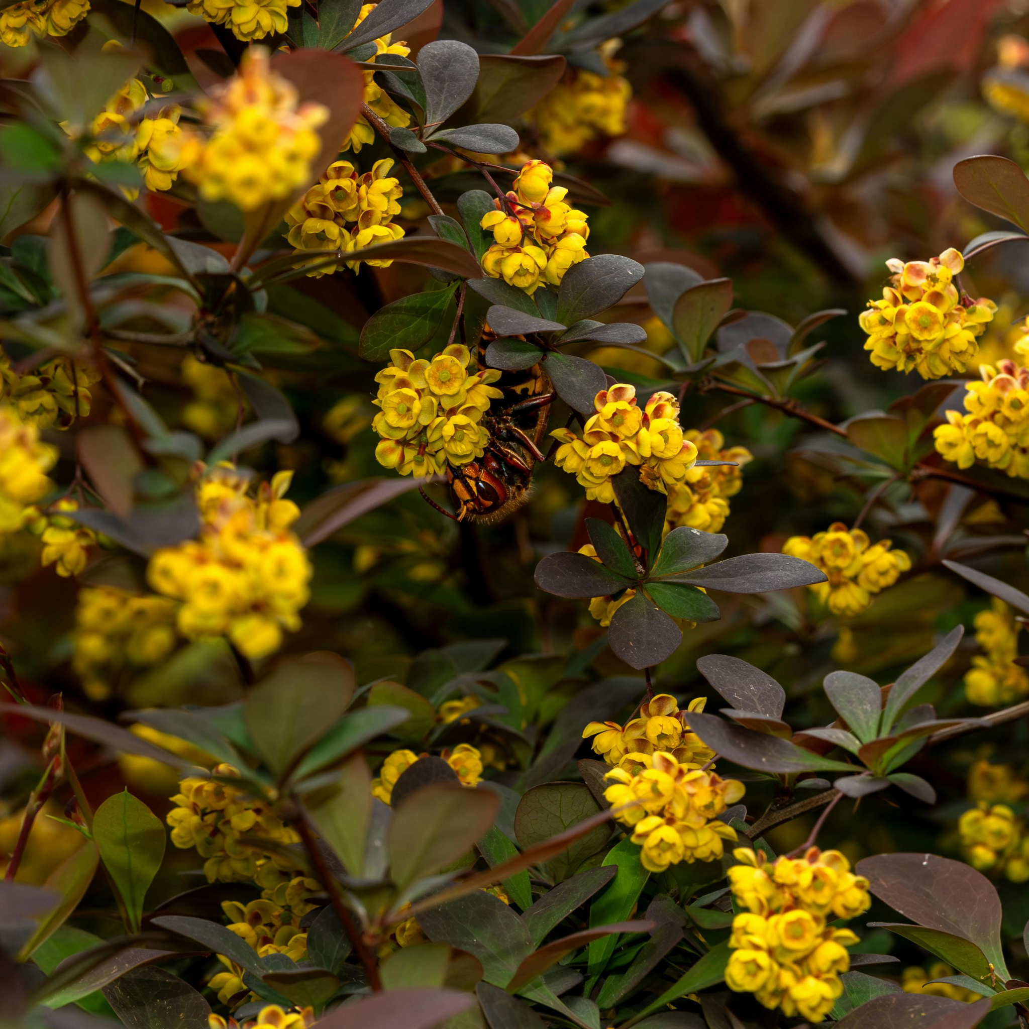 Purple Japanese Barberry - Berberis thunbergii atropurpurea