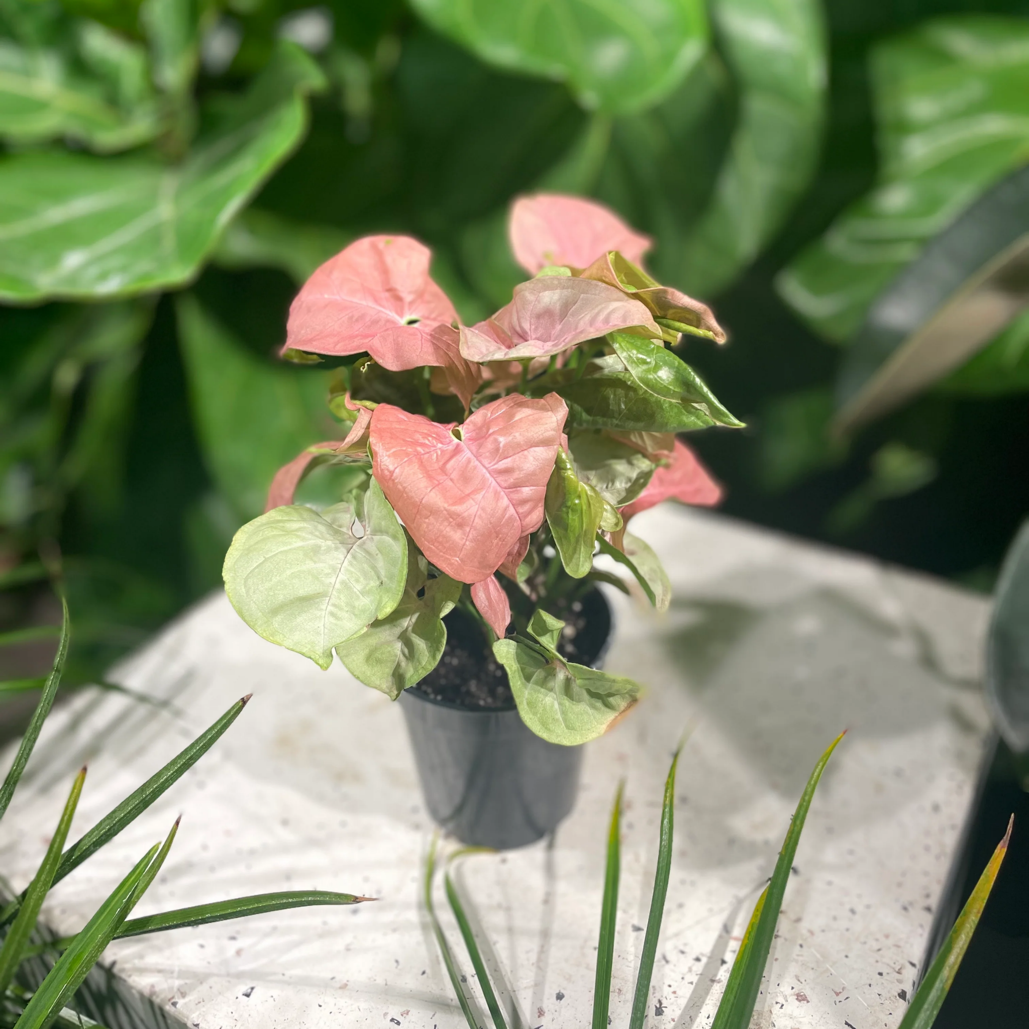 Pink Syngonium - Syngonium podophyllum 'Neon' Arrowhead Plant