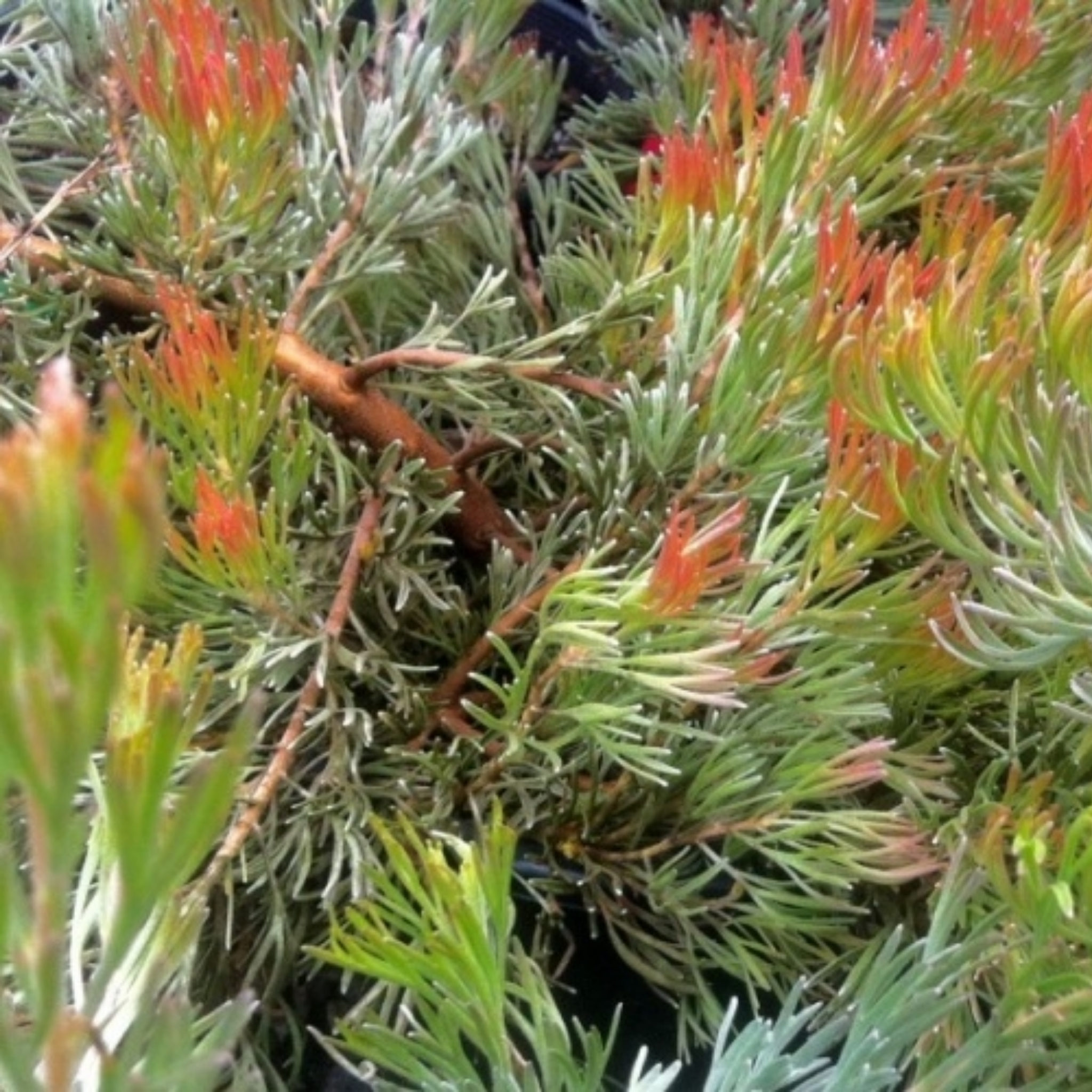 Prostrate Woolly Bush - Adenanthos cunninghamii