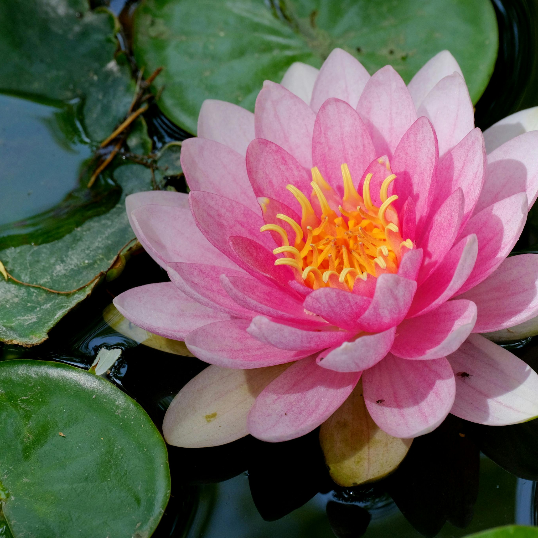 Pink Water Lily - Nymphaea hybrida Pink
