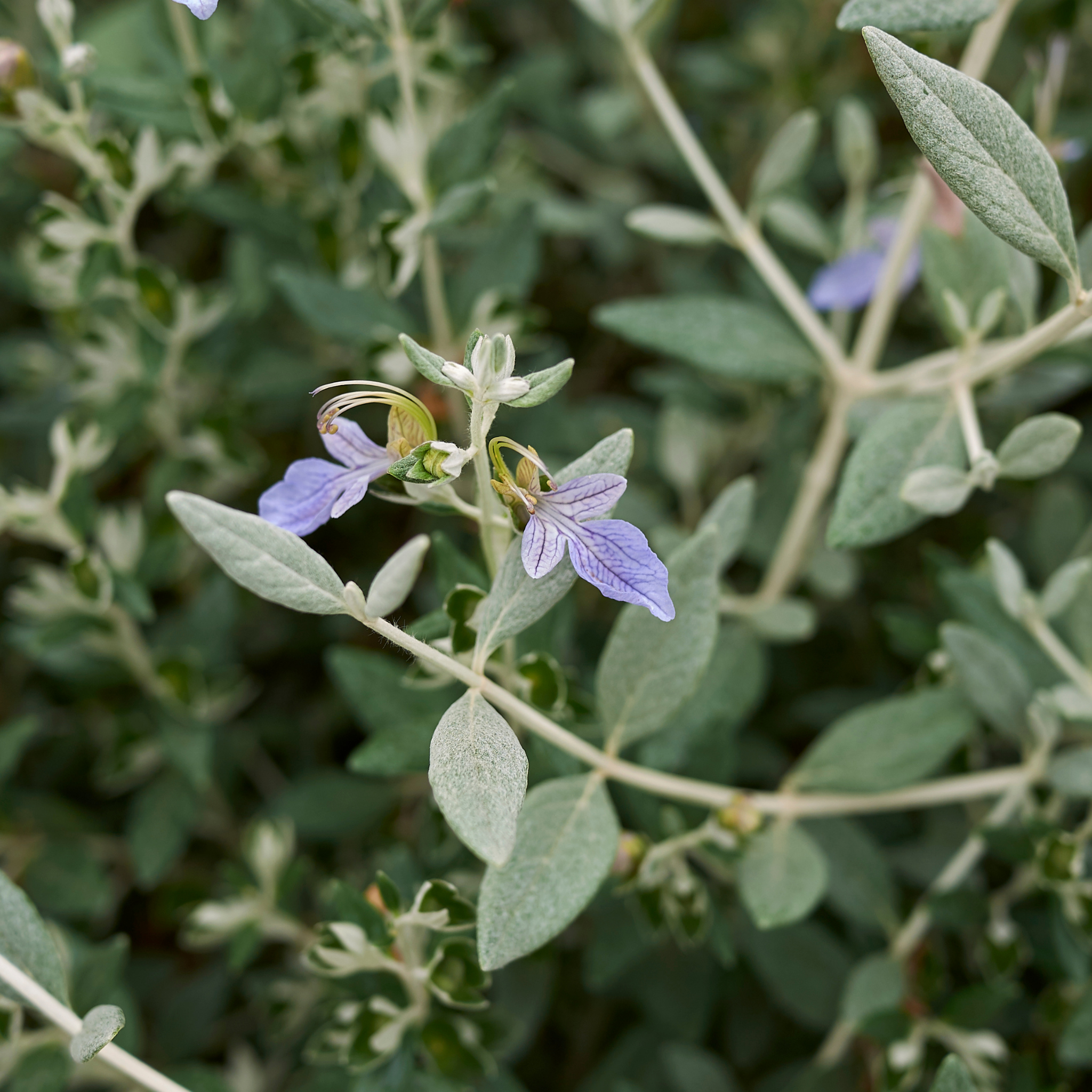 Shrubby Germander - Teucrium fruticans