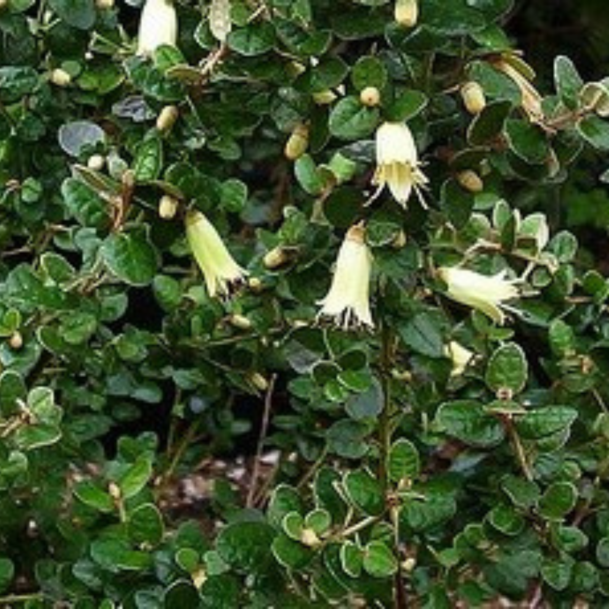 Native Fushsia Roundleaf Correa - Correa reflexa nummularifolia