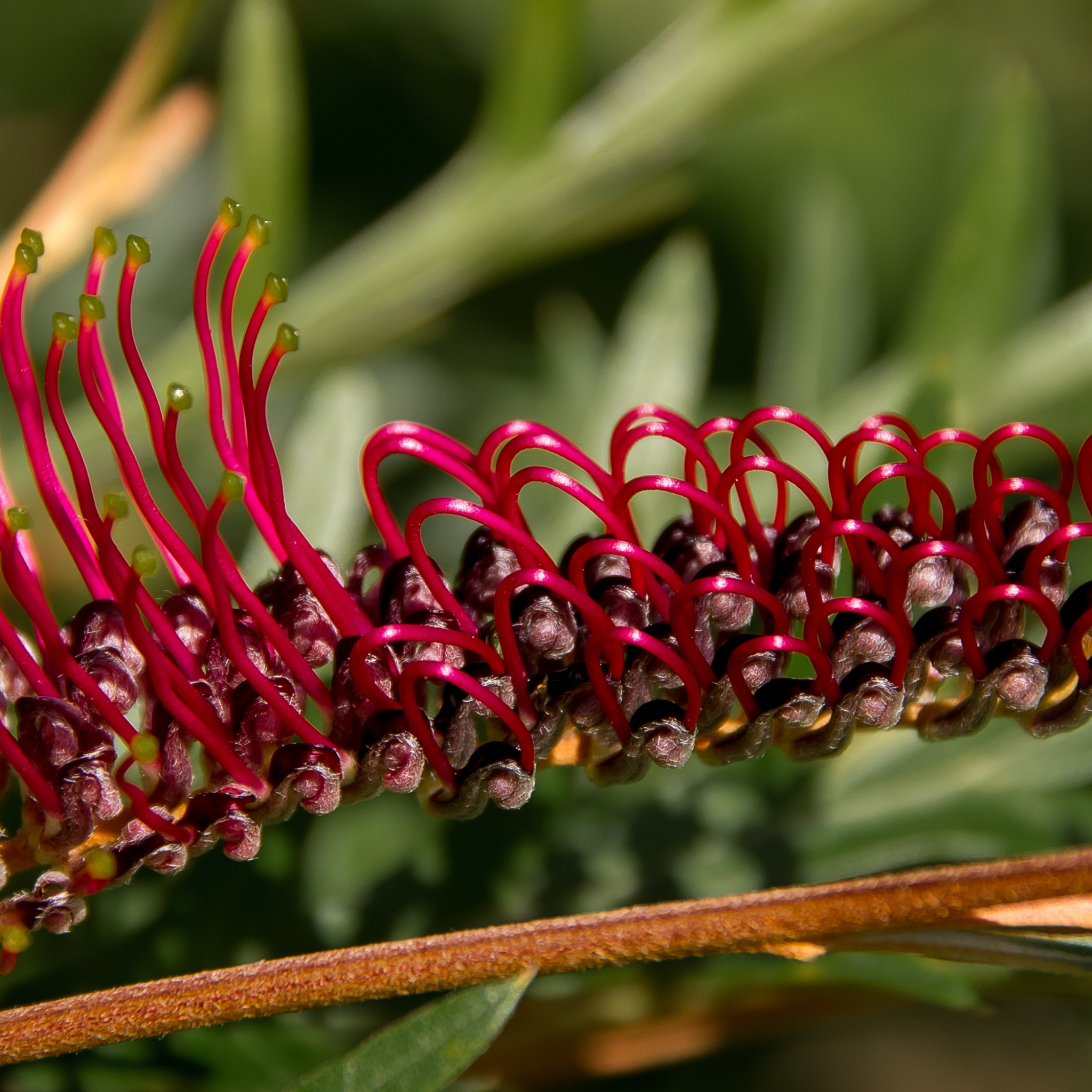 Grevillea 'Red Hooks' - Grevillea longifolia tetragonoloba Red Hooks
