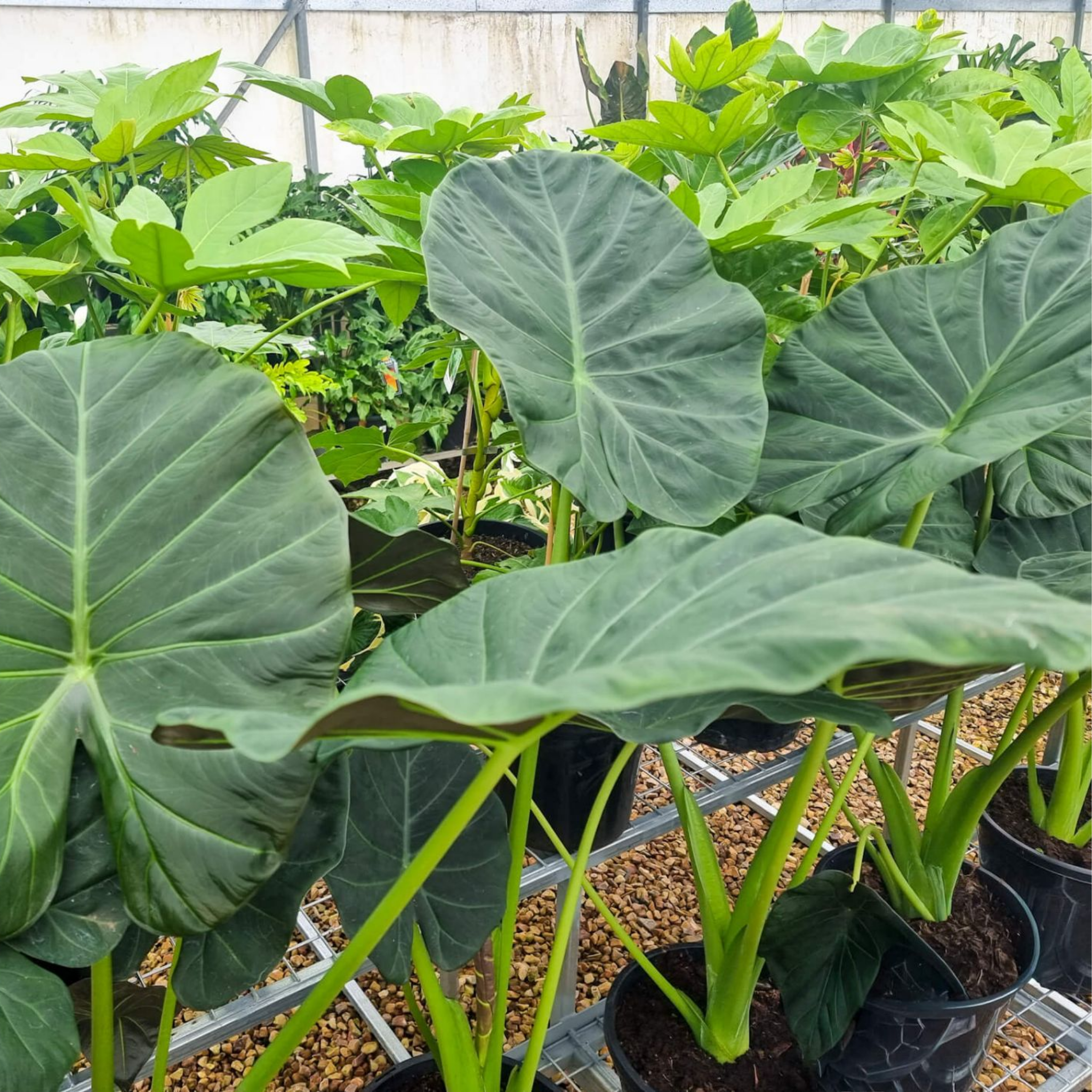 Large Elephants Ear - Alocasia hybrida Regal Shield